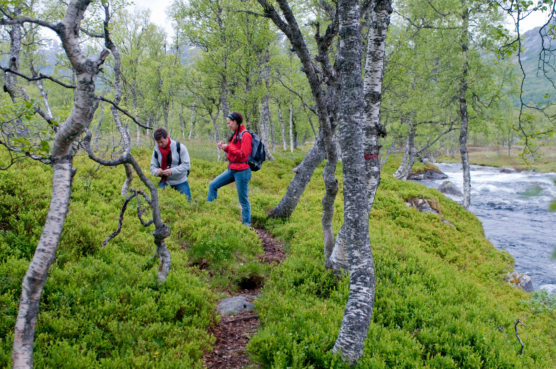 People walking along a path in a lush green environment