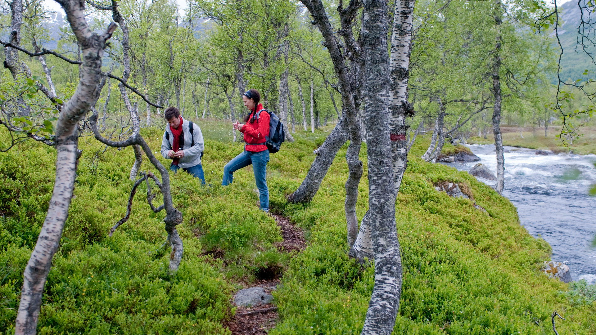 People walking along a path in a lush green environment