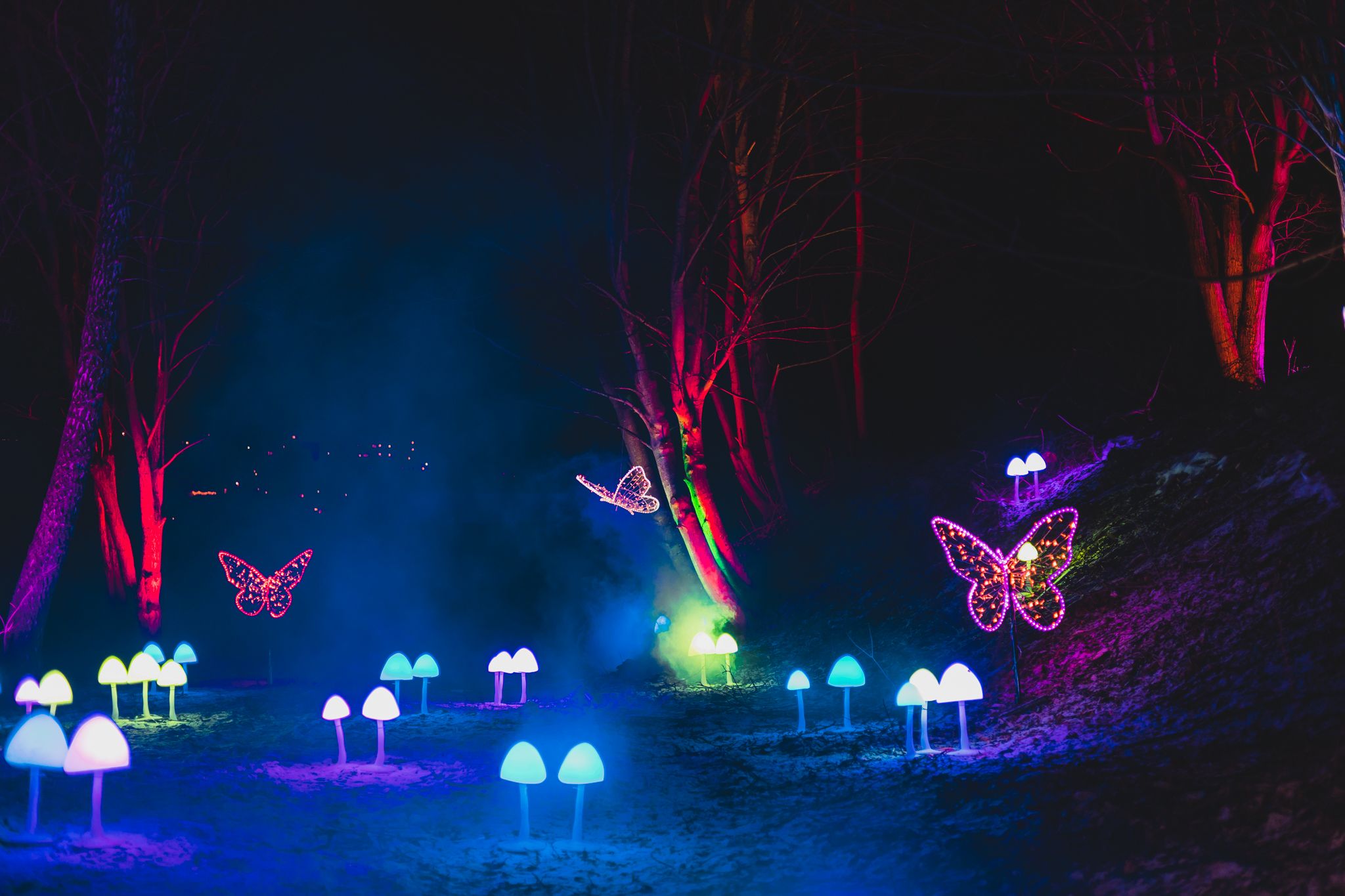 Lights in the shape of butterflies and mushrooms at the Lumagica light festival in Trondheim