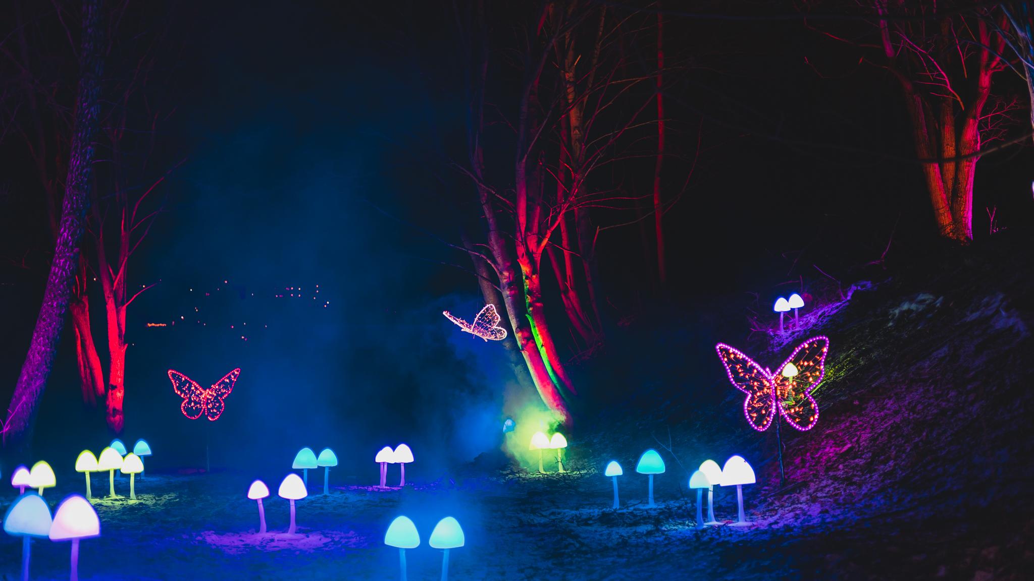 Lights in the shape of butterflies and mushrooms at the Lumagica light festival in Trondheim