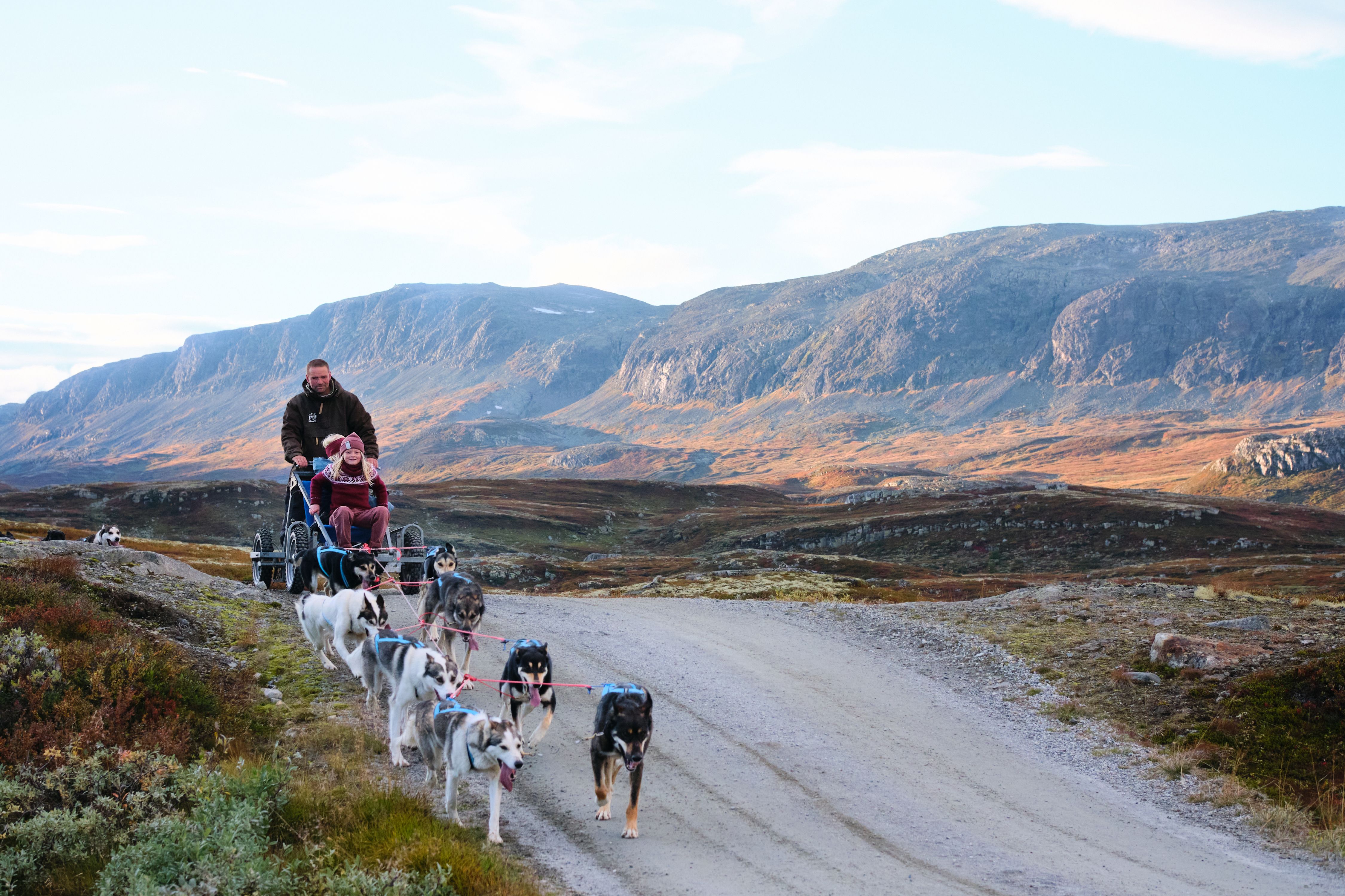 En familie kjører hundeslede på hjul om sommeren i Norge