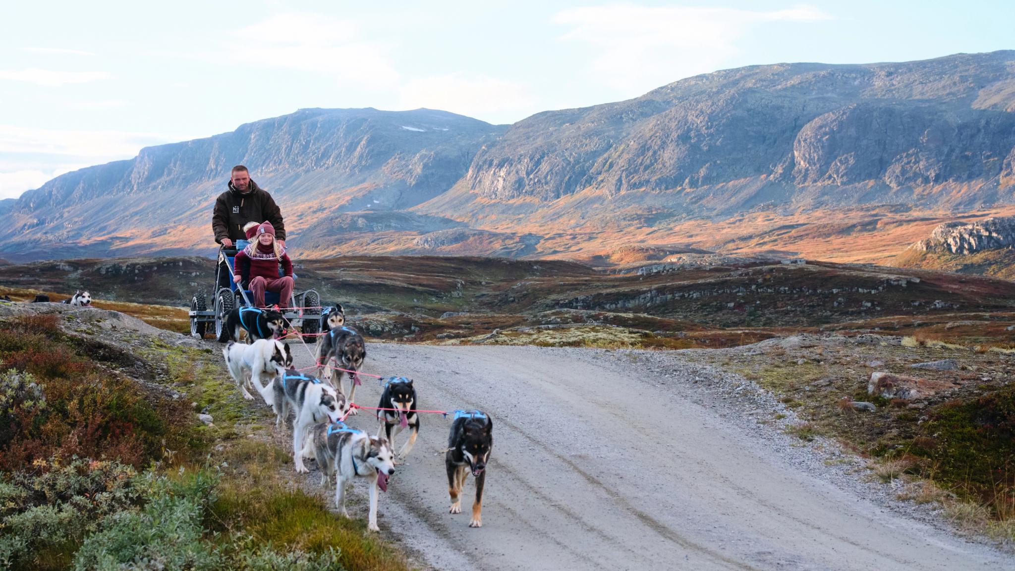 En familie kjører hundeslede på hjul om sommeren i Norge