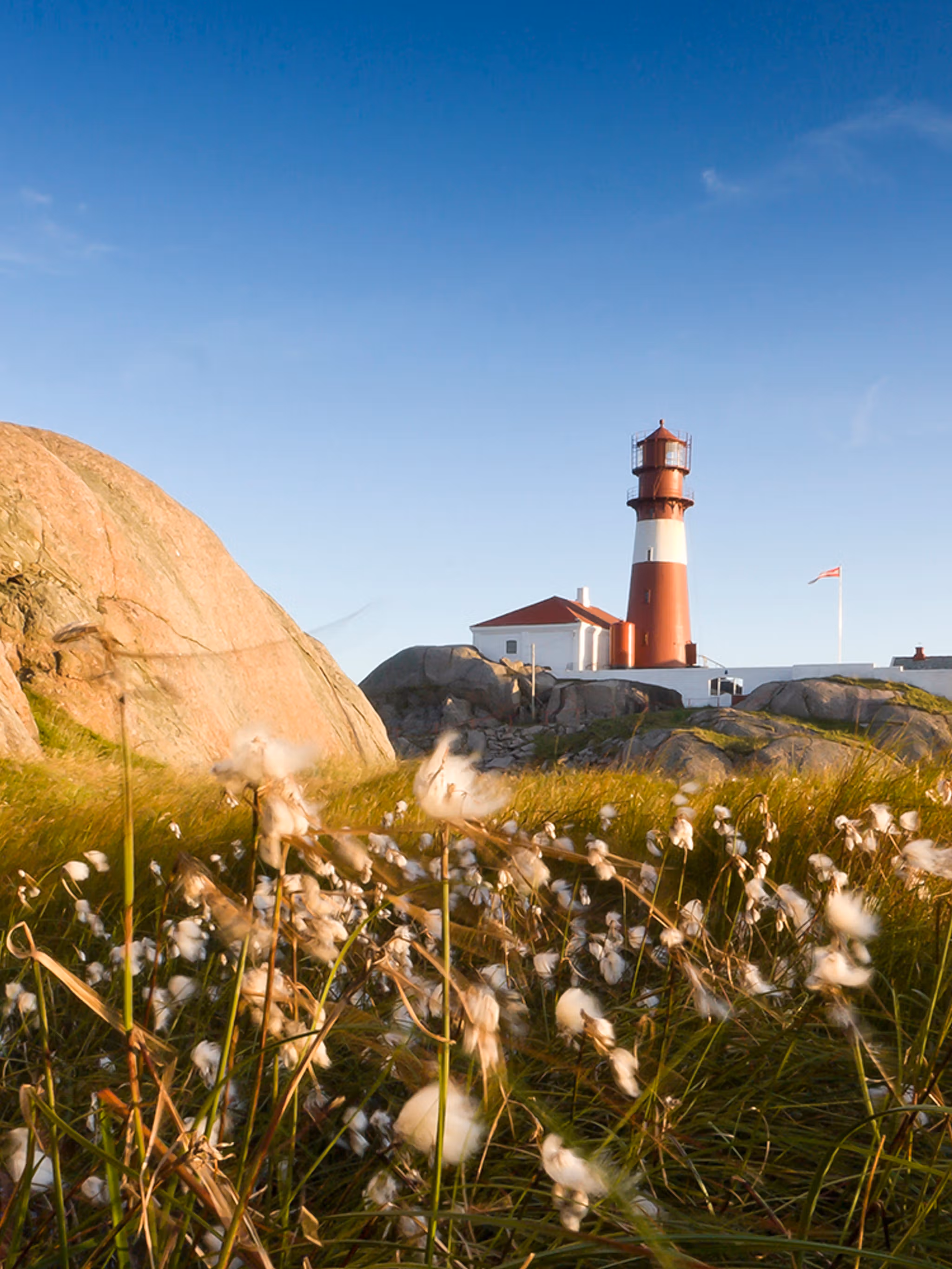 A flower meadow in front of Ryvingen lighthouse in Lindesnes in Southern Norway
