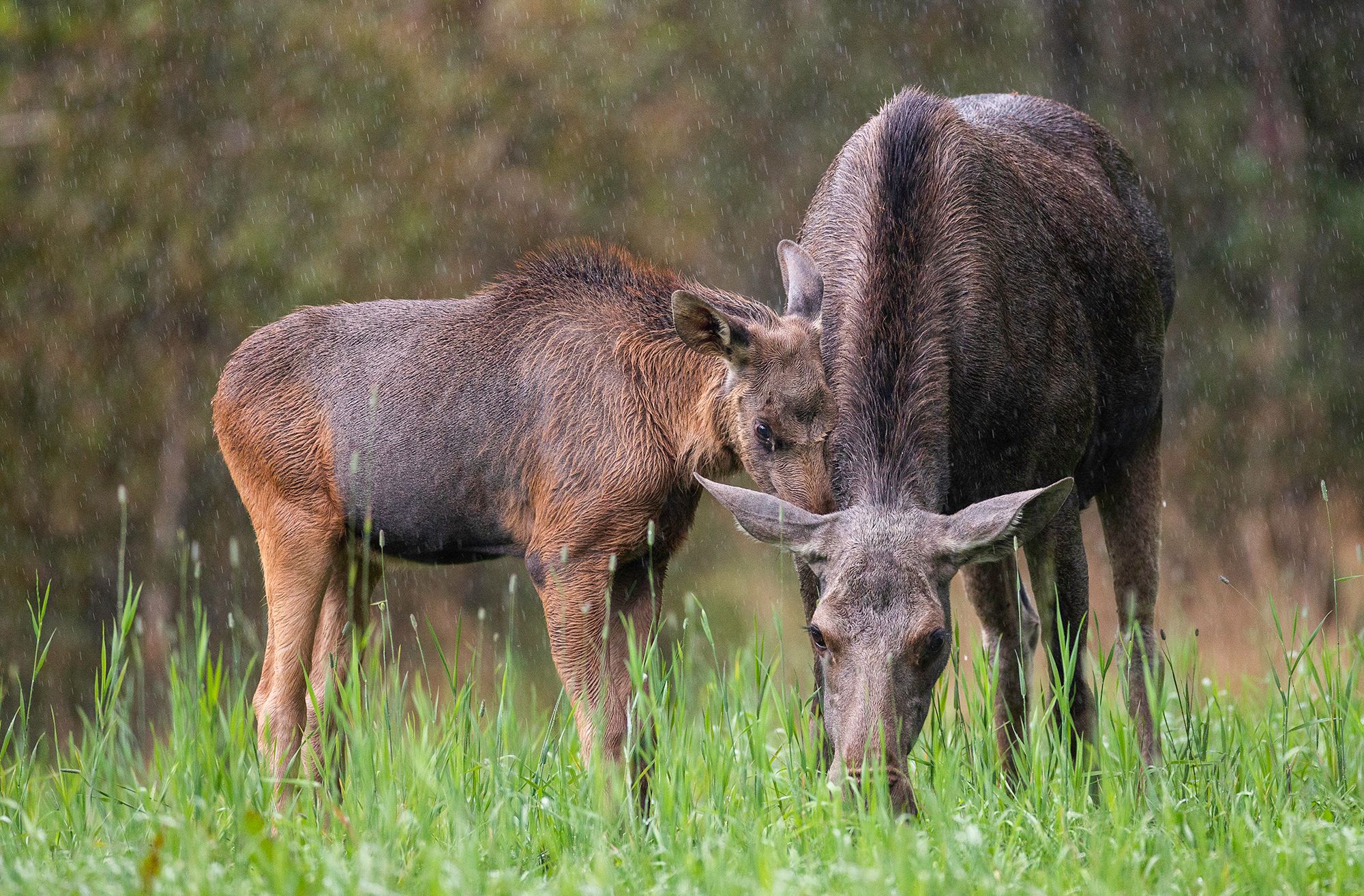 Two moose standing close to each other in the forest in Norway