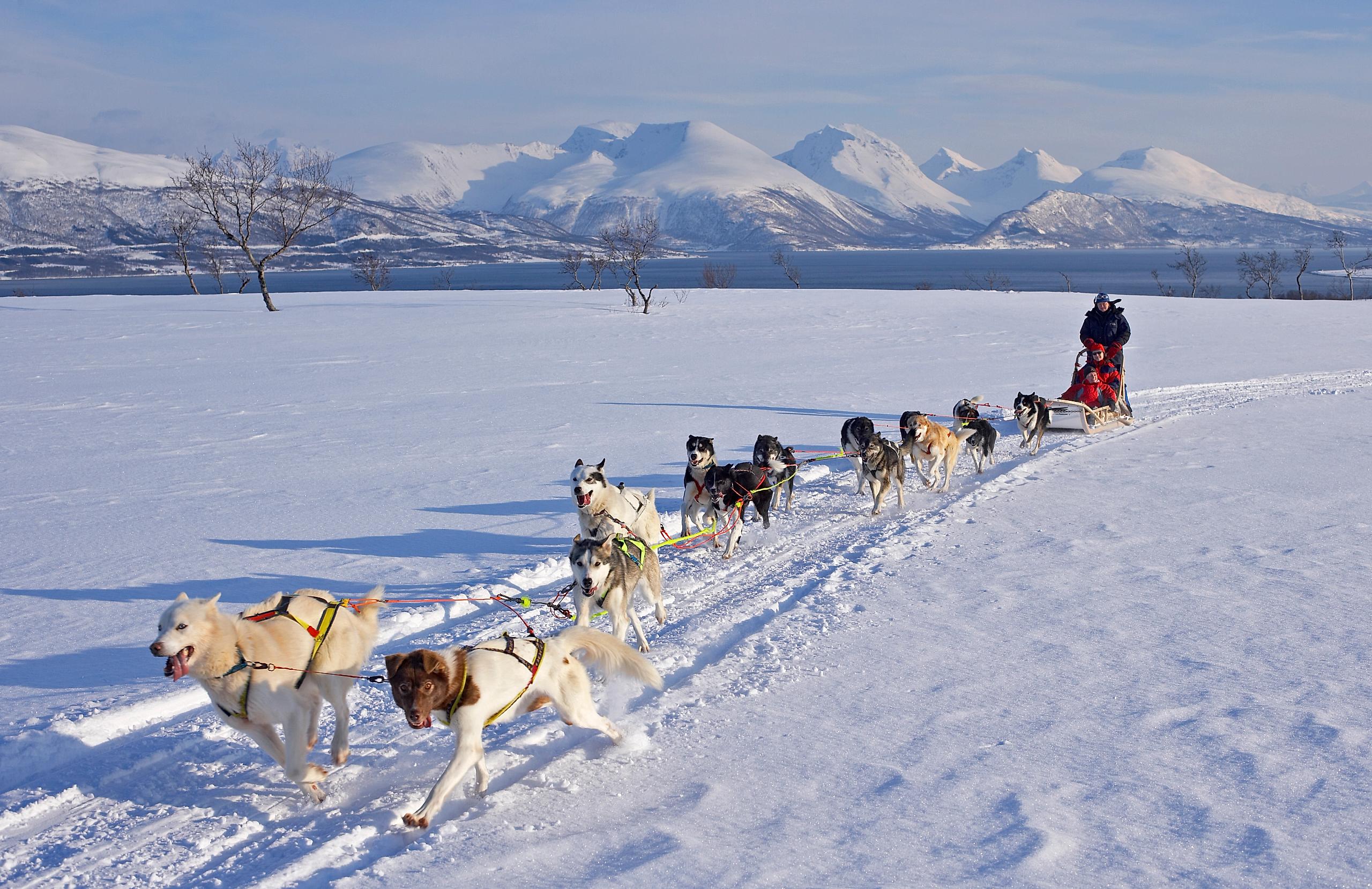 Hundesledekjøring på Kvaløya