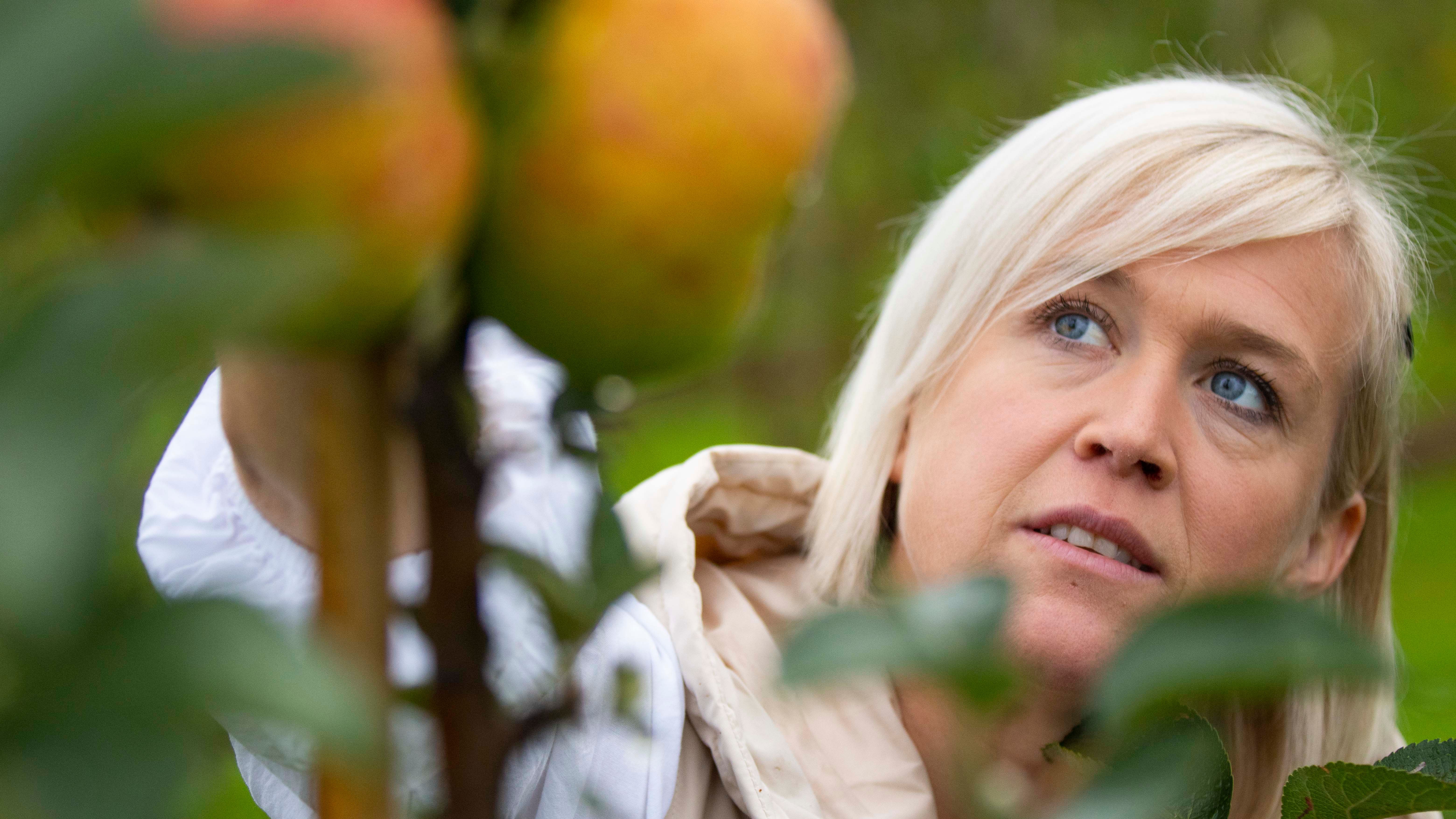 En kvinne strekker seg etter et eple