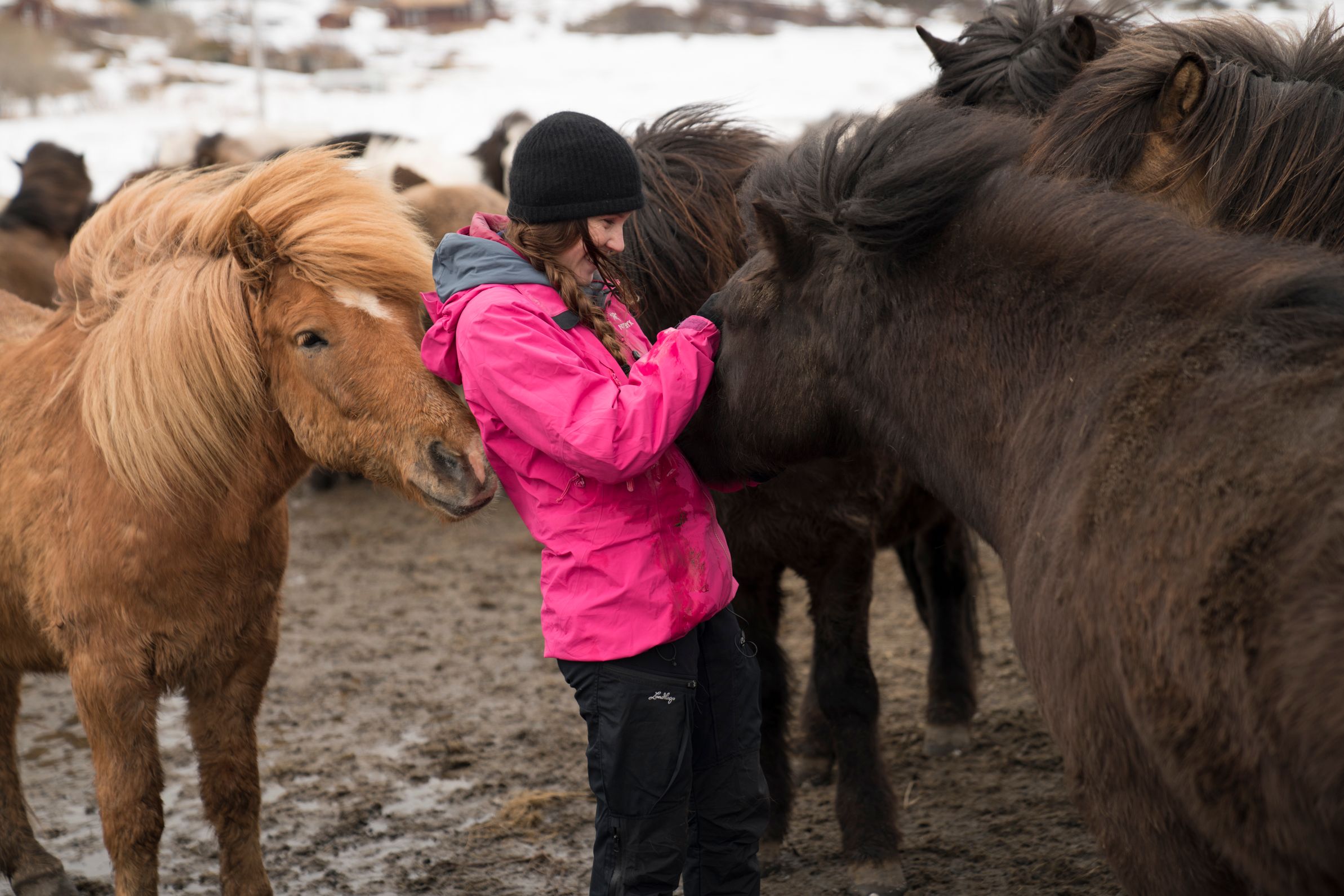 A woman is petting a horse in the middle of a herd in Lofoten, Northern Norway