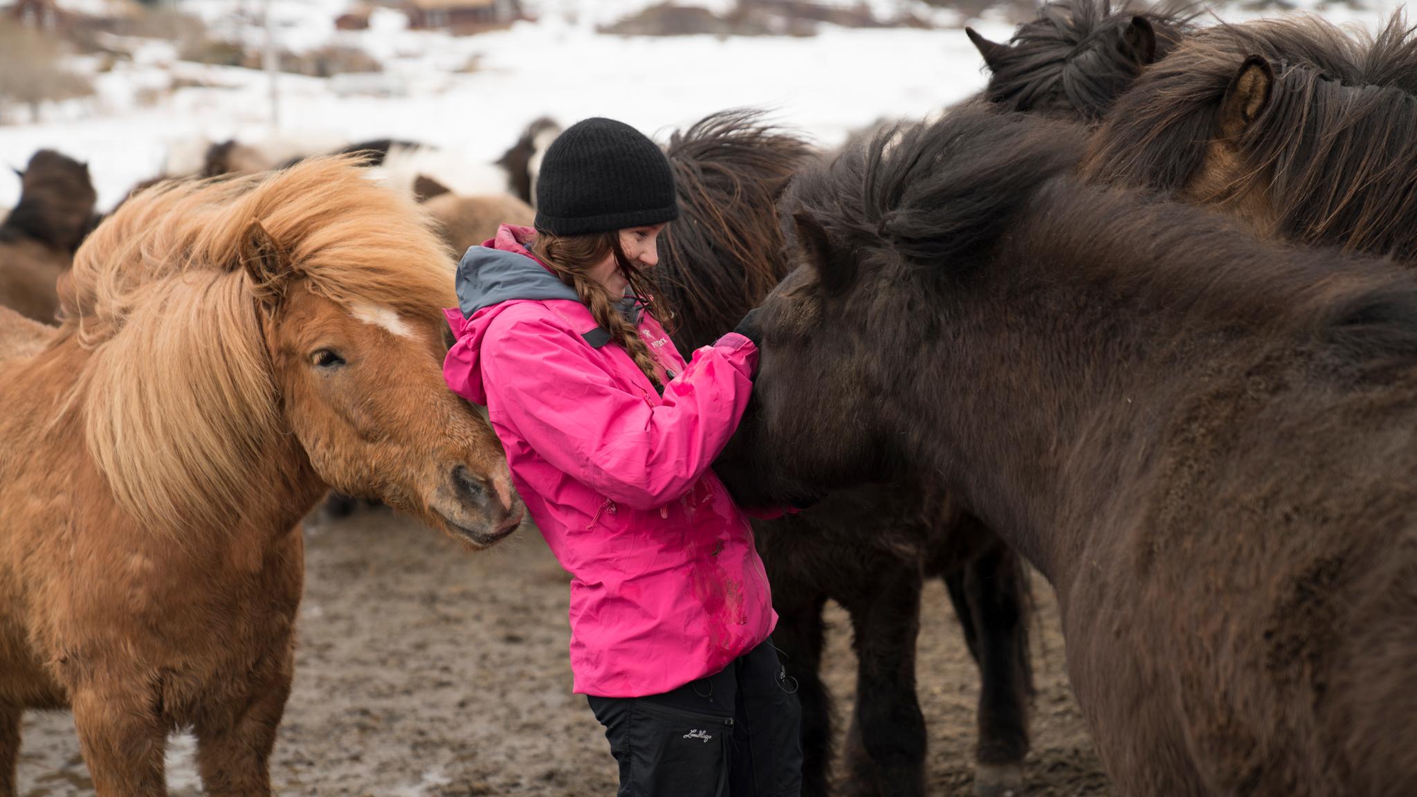 A woman is petting a horse in the middle of a herd in Lofoten, Northern Norway