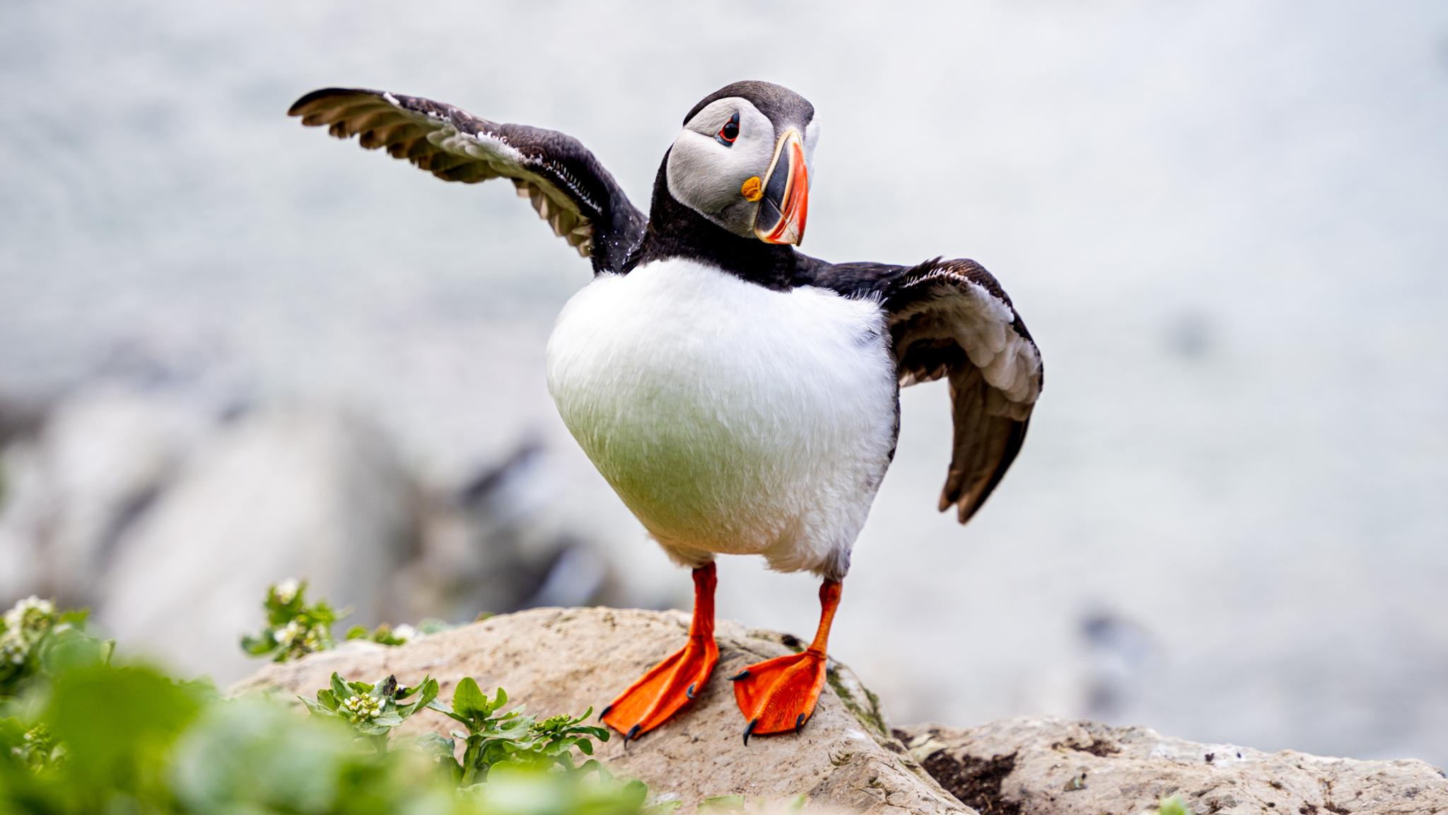 An Atlantic Puffin at Hornøya outside of Vardø in Varanger, Northern Norway