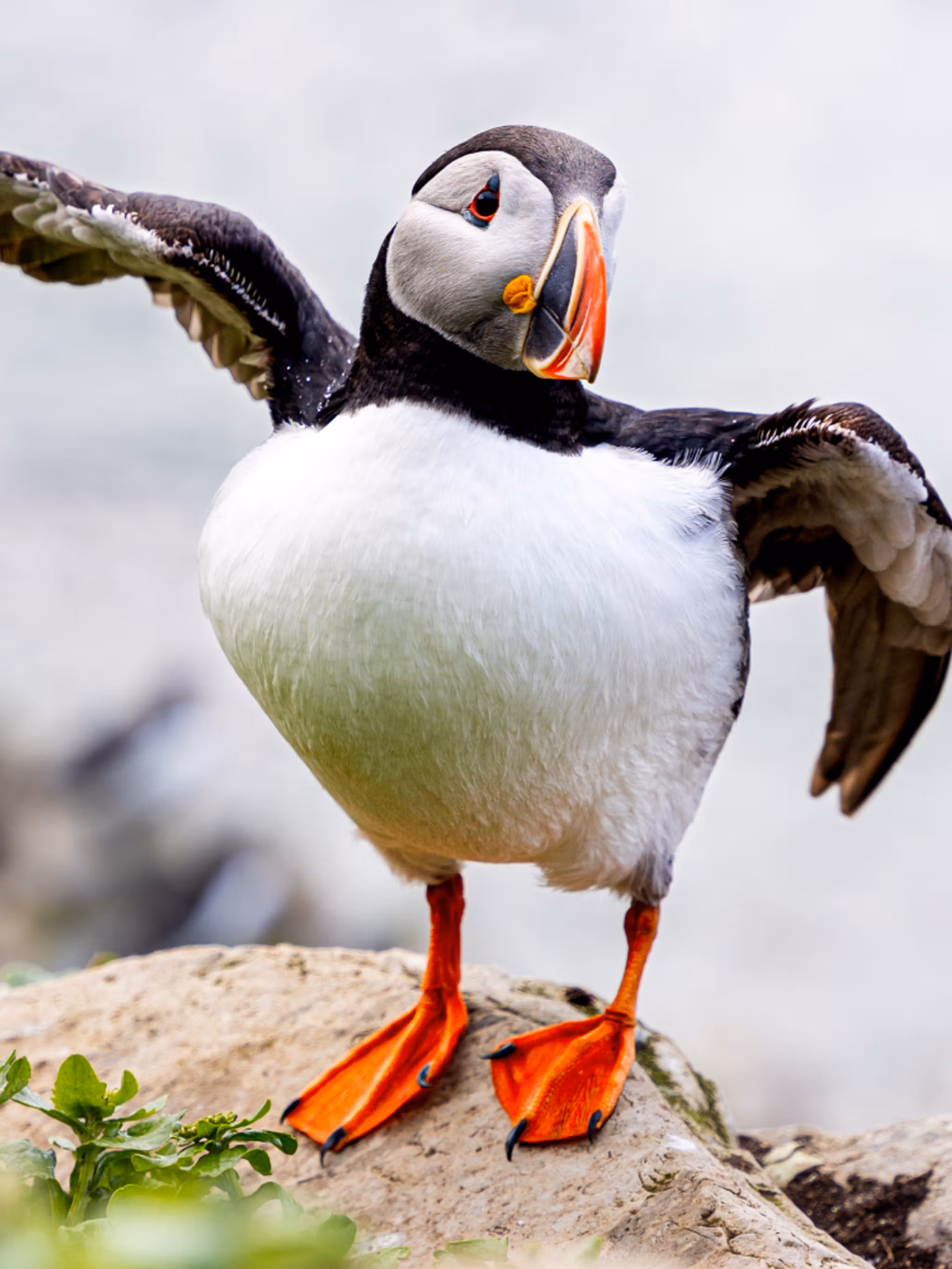 An Atlantic Puffin at Hornøya outside of Vardø in Varanger, Northern Norway