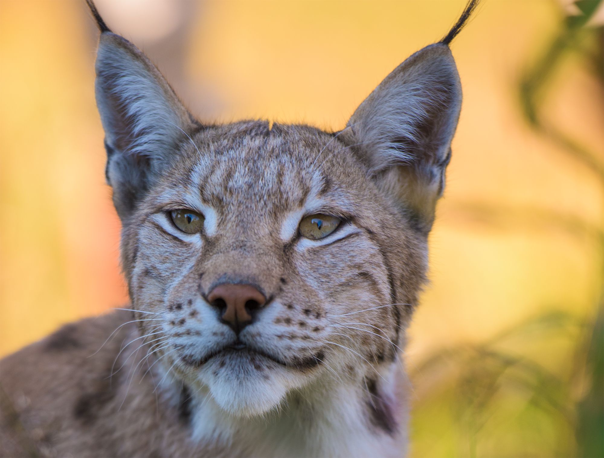 Lynx from Norway