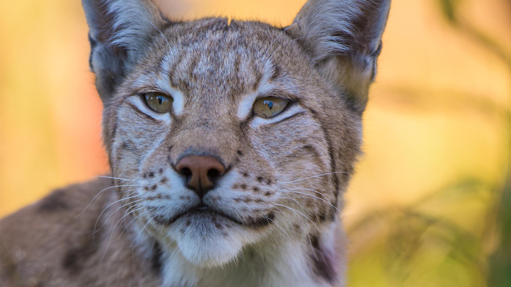Lynx from Norway