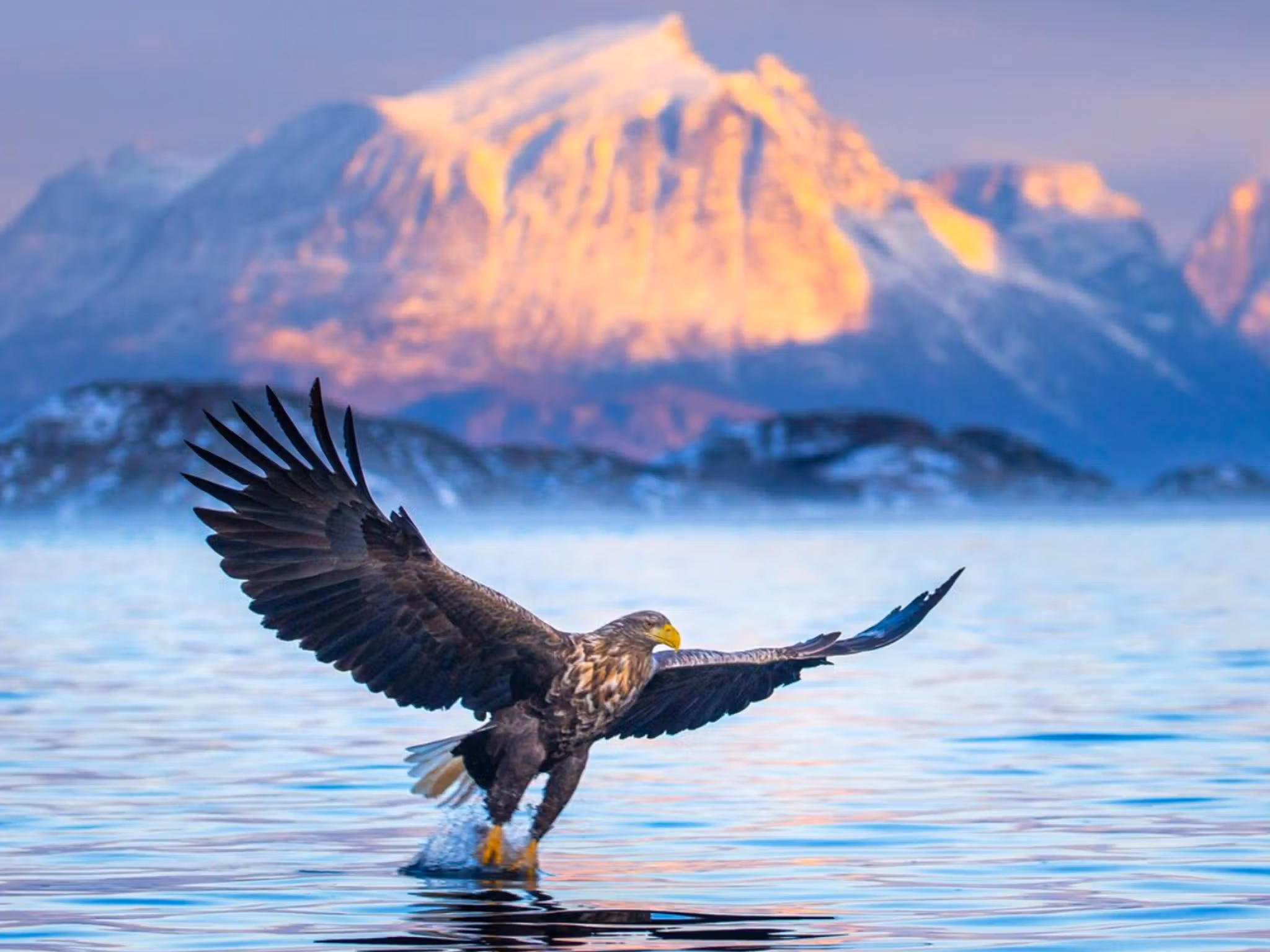 White tailed eagle in Northern Norway, at winter