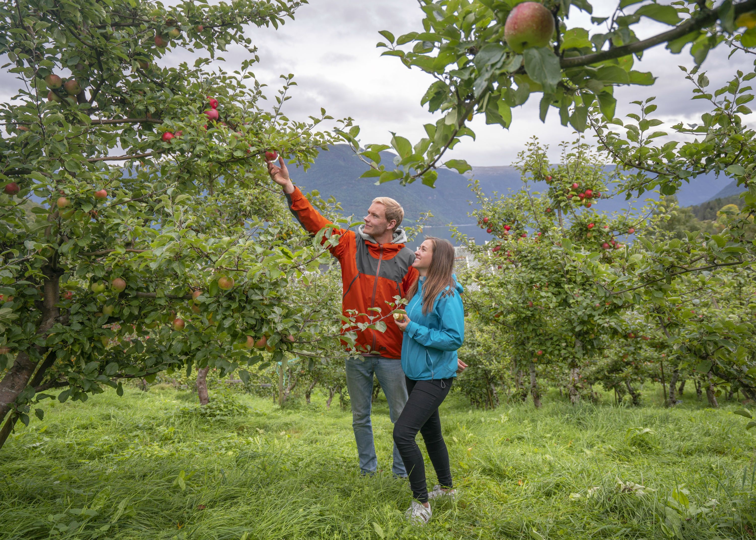 Et par smaker på epler i Luster ved Sognefjorden på Vestlandet