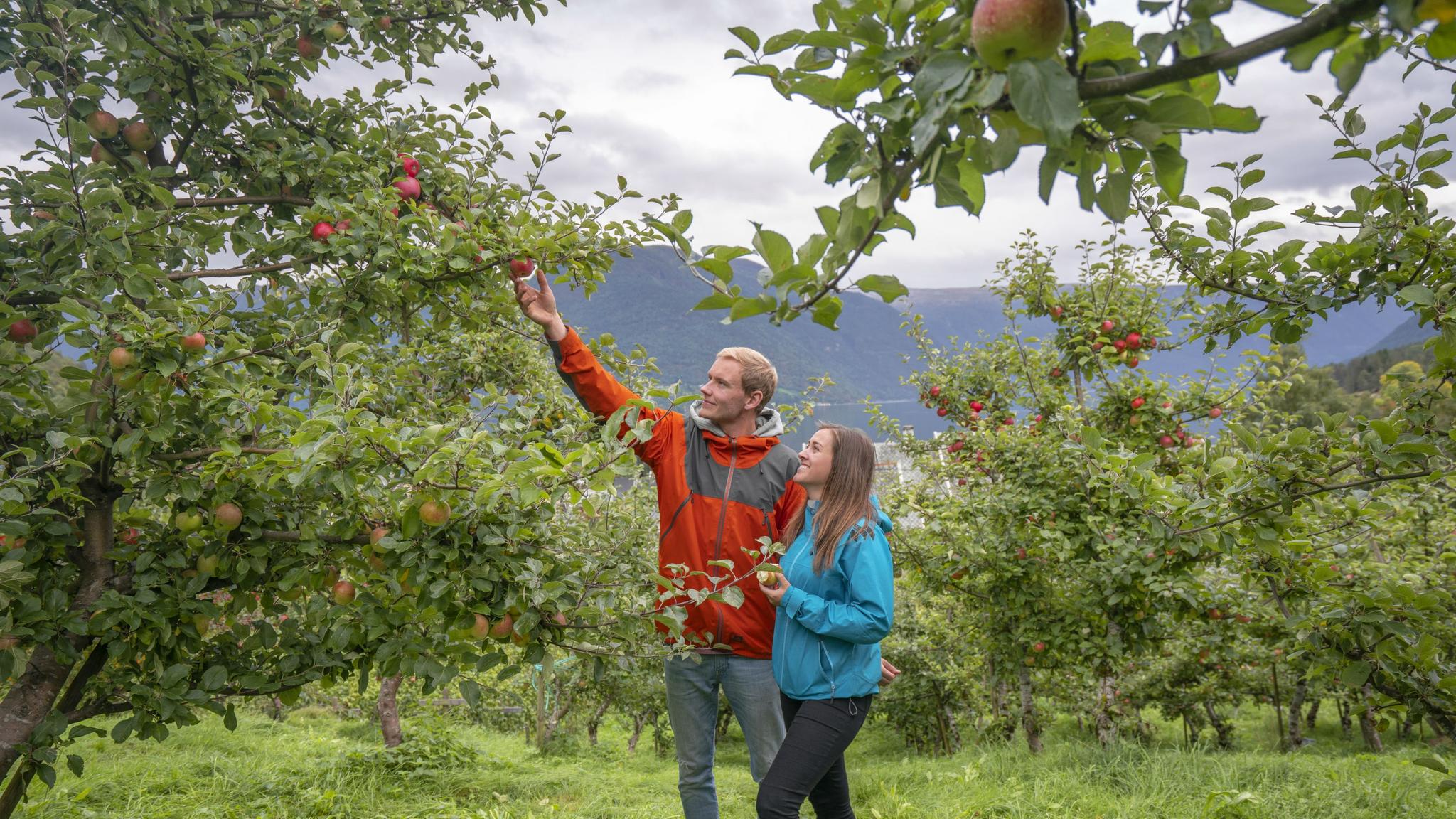 Et par smaker på epler i Luster ved Sognefjorden på Vestlandet