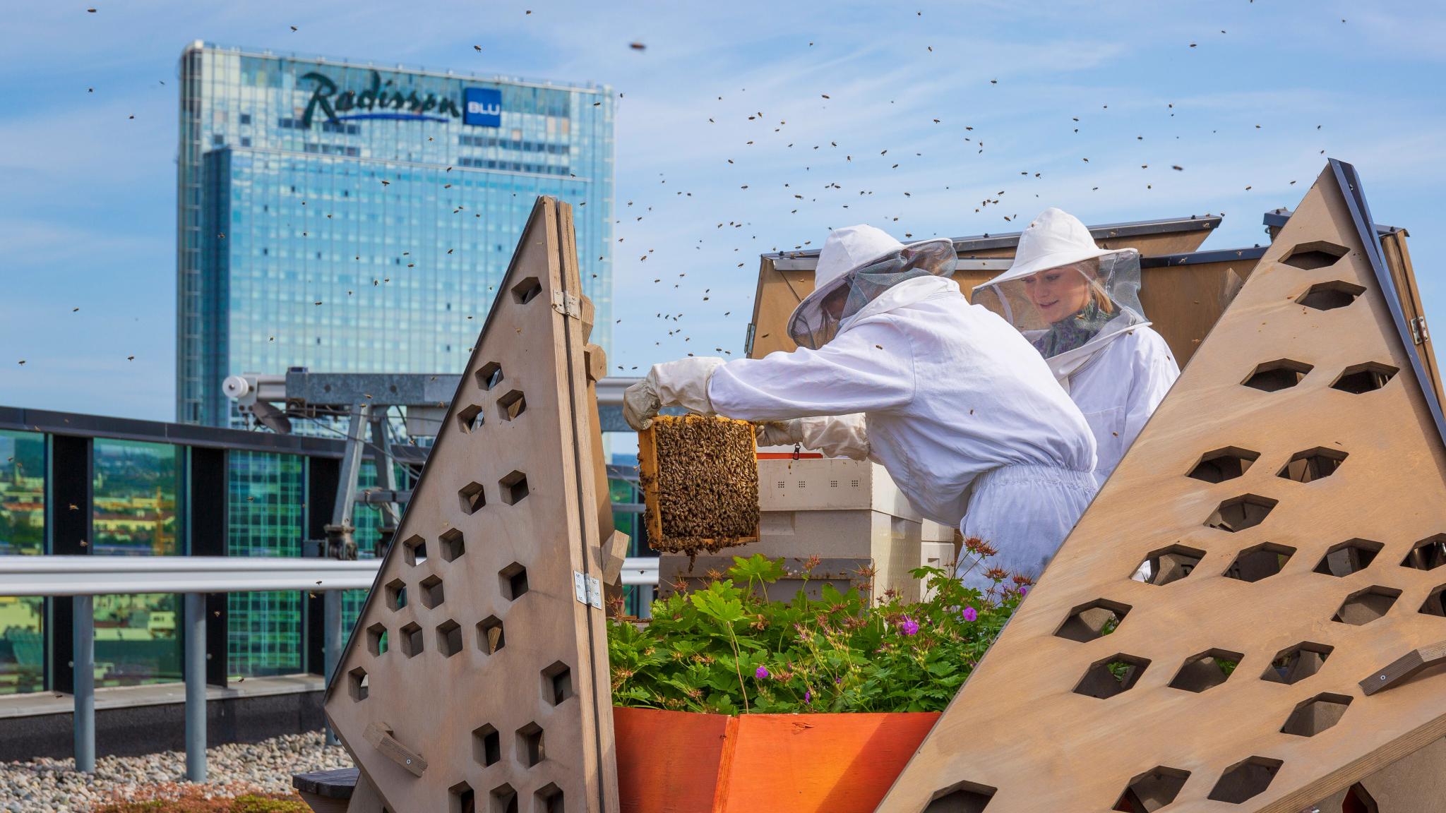 Two beekeepers are working on an urban bee farm on the top of a skyscraper in Oslo