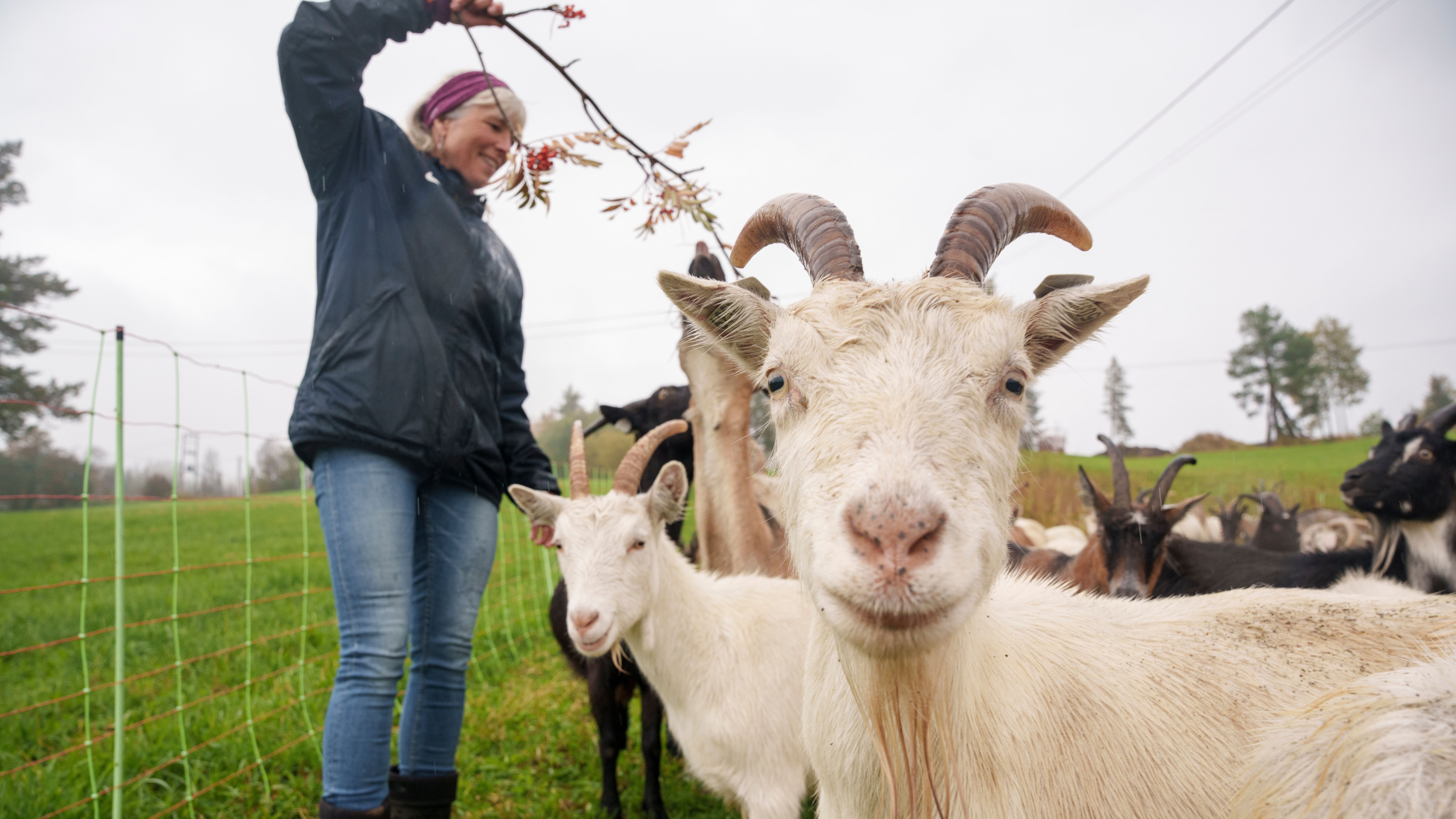 Geiter på Nørrestogo Gård i Valdres