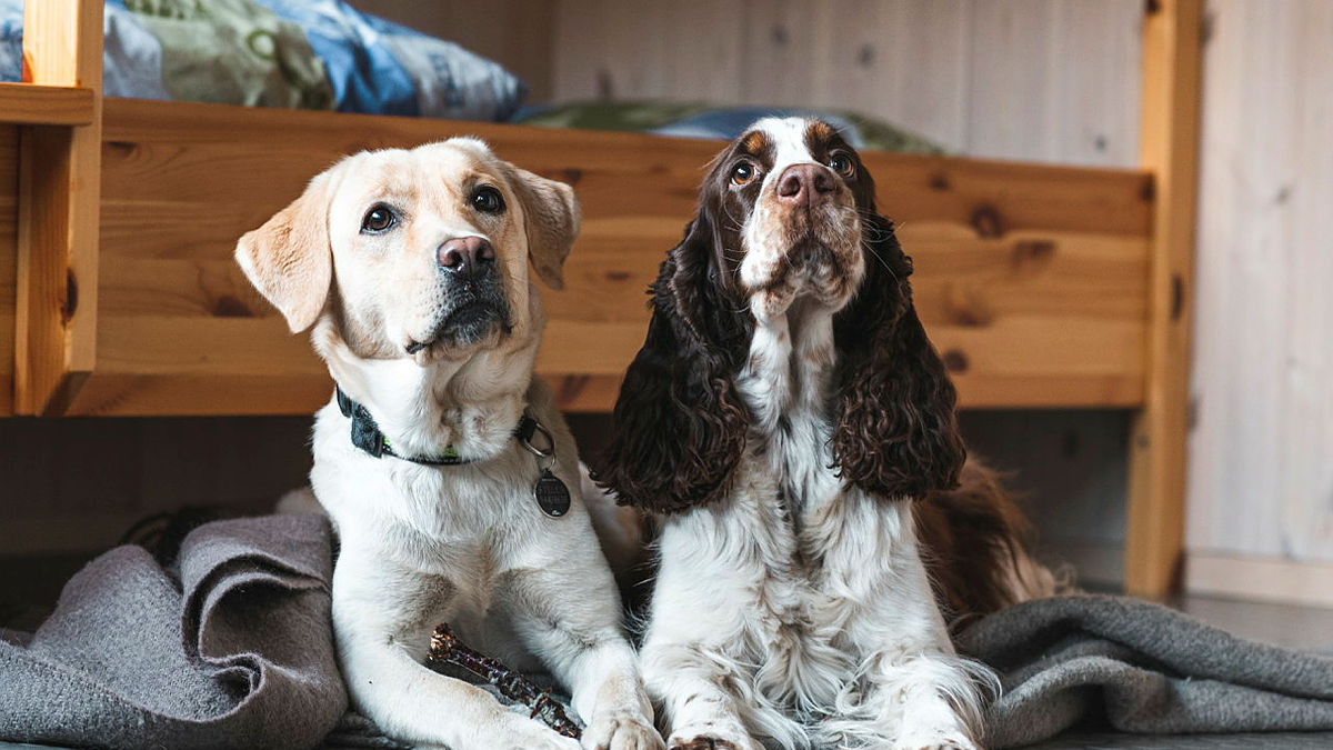 Two dogs inside Kvitlen DNT cabin, Rogaland