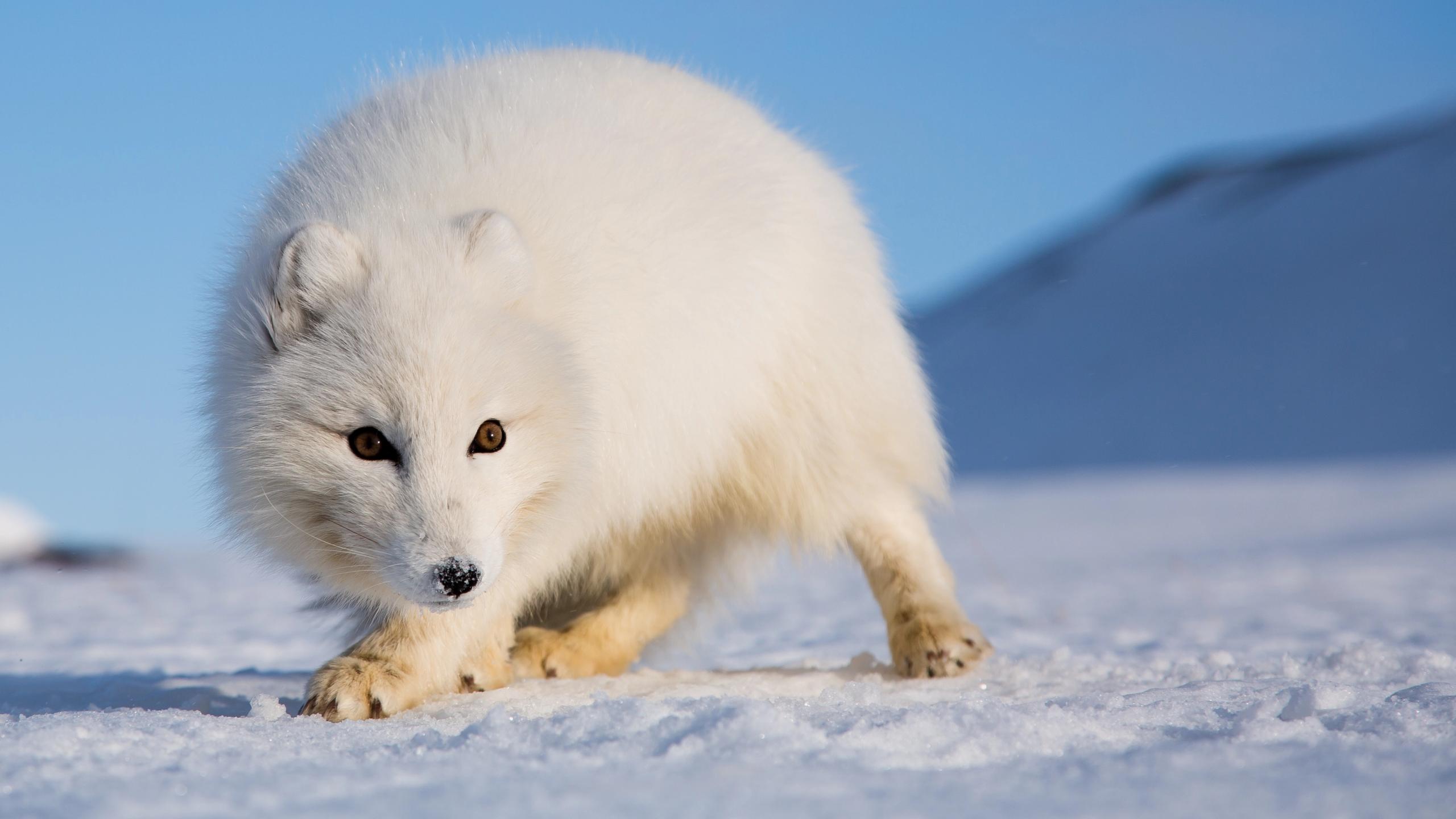 En hvit Polarrev i snøen på Svalbard, Nord-Norge