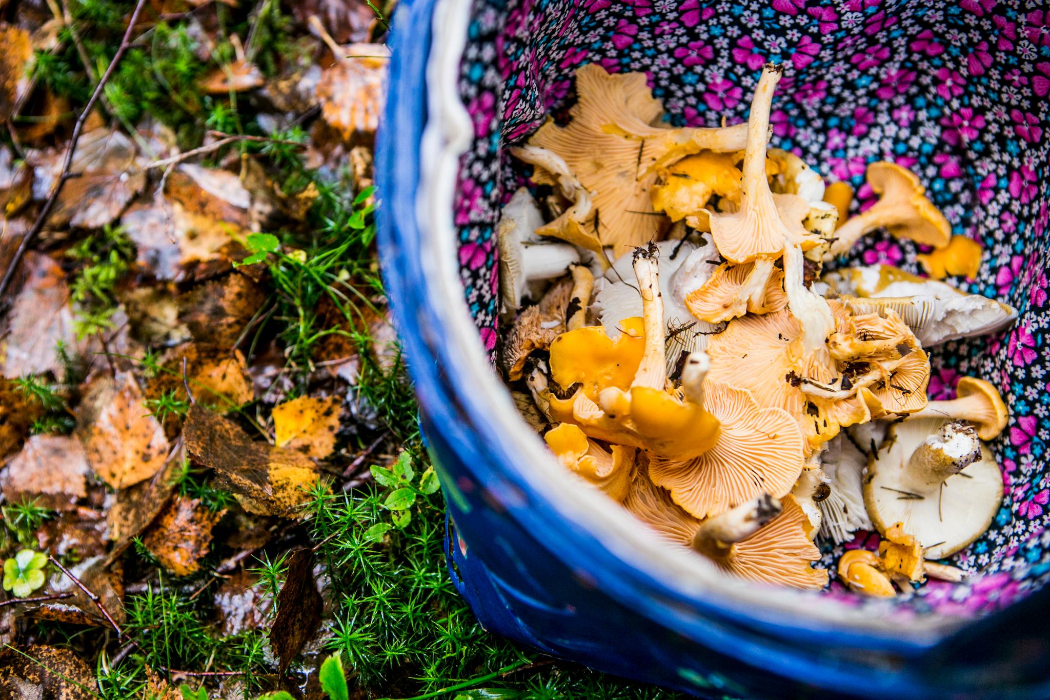 En kurv med nyplukket sopp i skogen i Moss