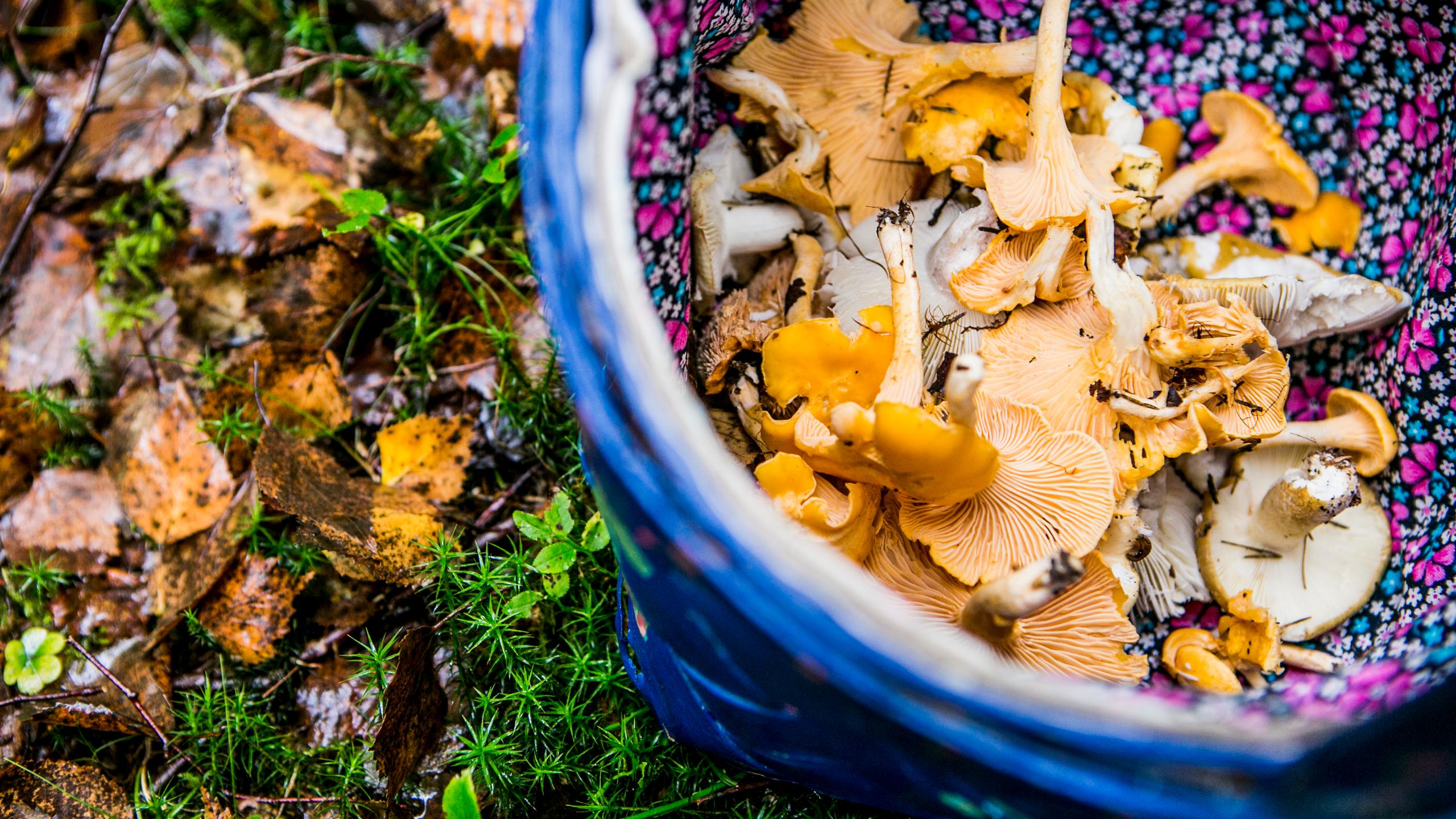En kurv med nyplukket sopp i skogen i Moss