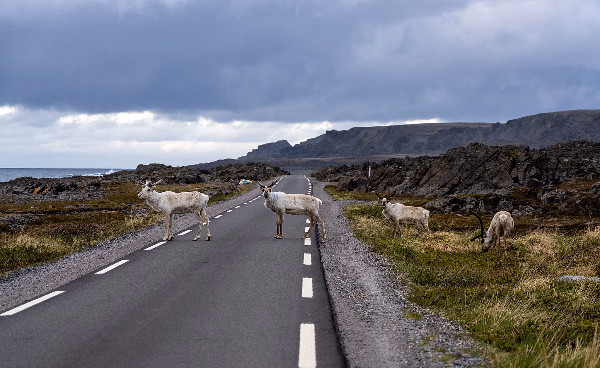 Reindeer crossing the road in Varanger, Northern Norway
