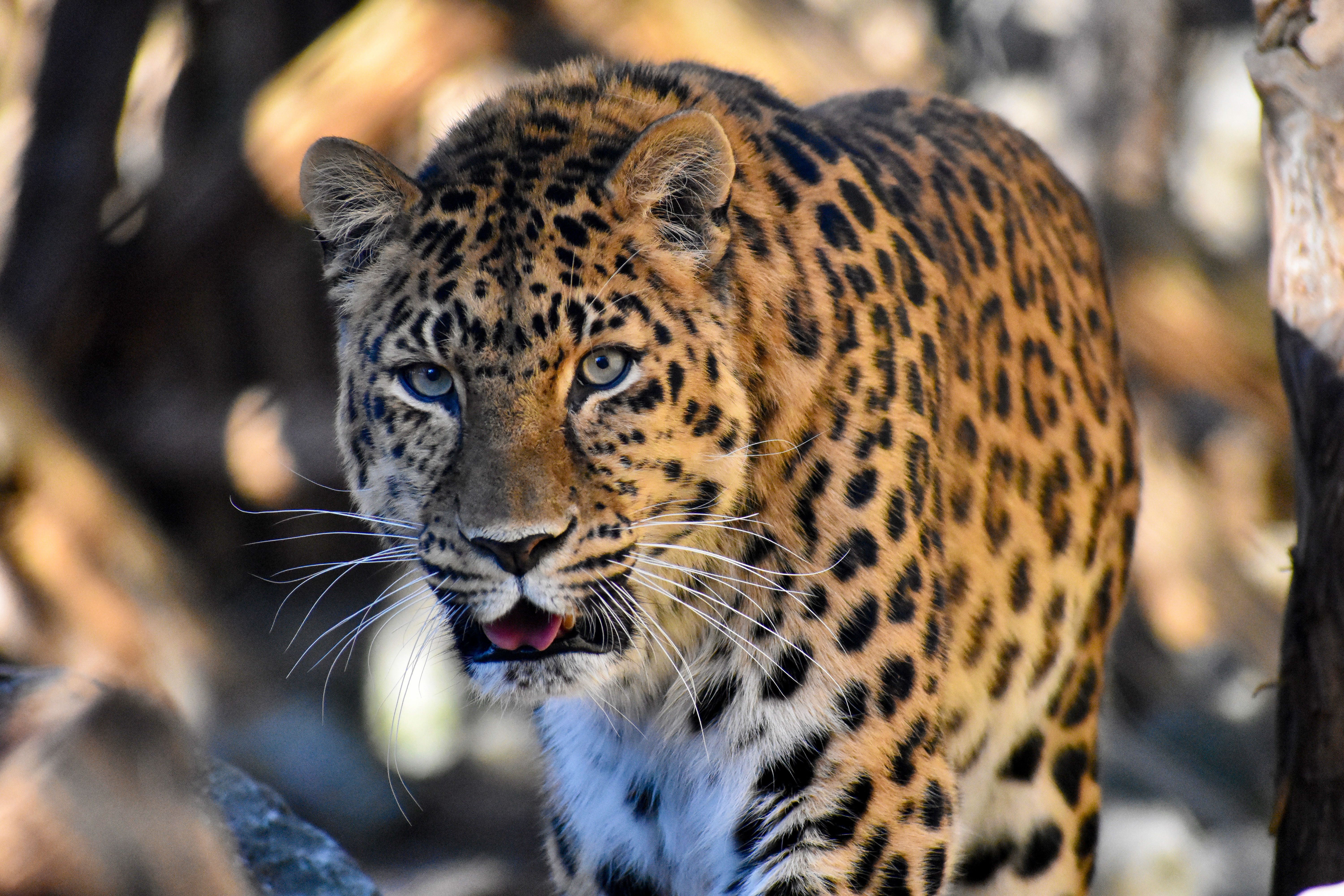 Primer plano de un leopardo en el Parque de osos de Flå, en Hallingdal, Este de Noruega.