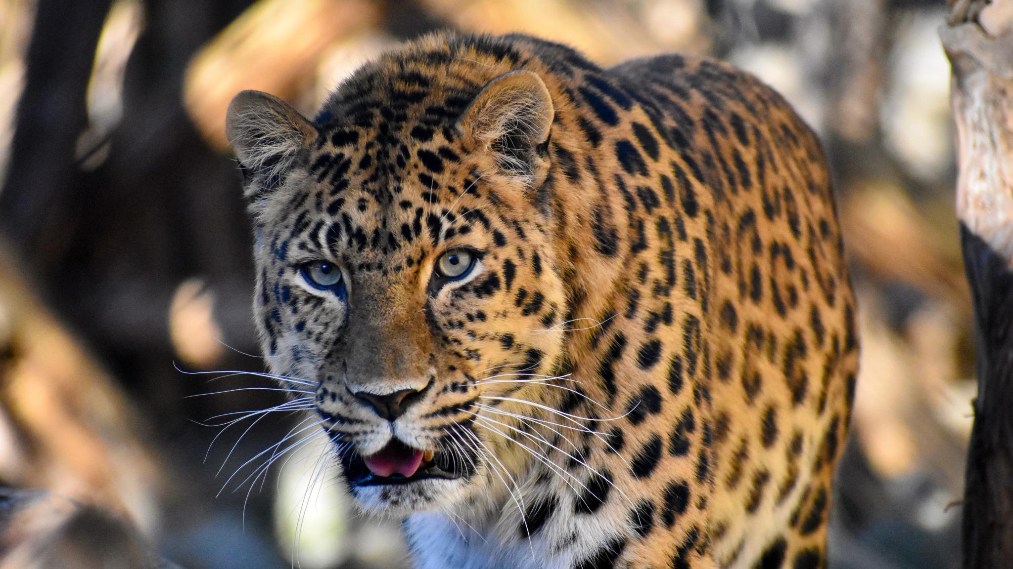 Primer plano de un leopardo en el Parque de osos de Flå, en Hallingdal, Este de Noruega.