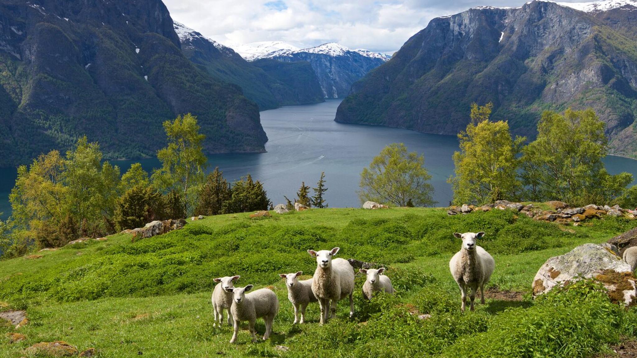 Sheep grazing in Auralndsfjorden