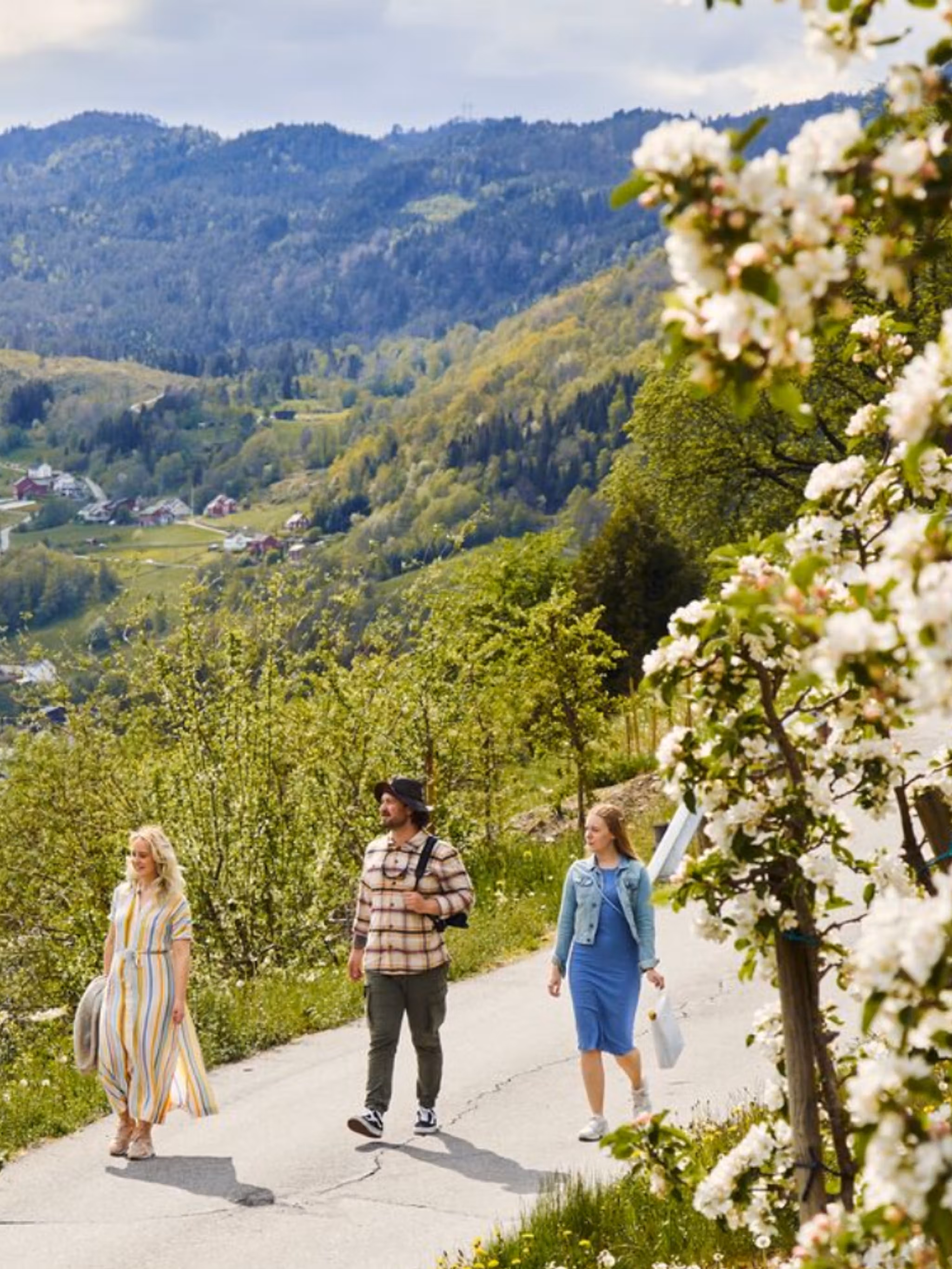 Personer vandrer mellom frukttrærne i Ulvik, Hardanger