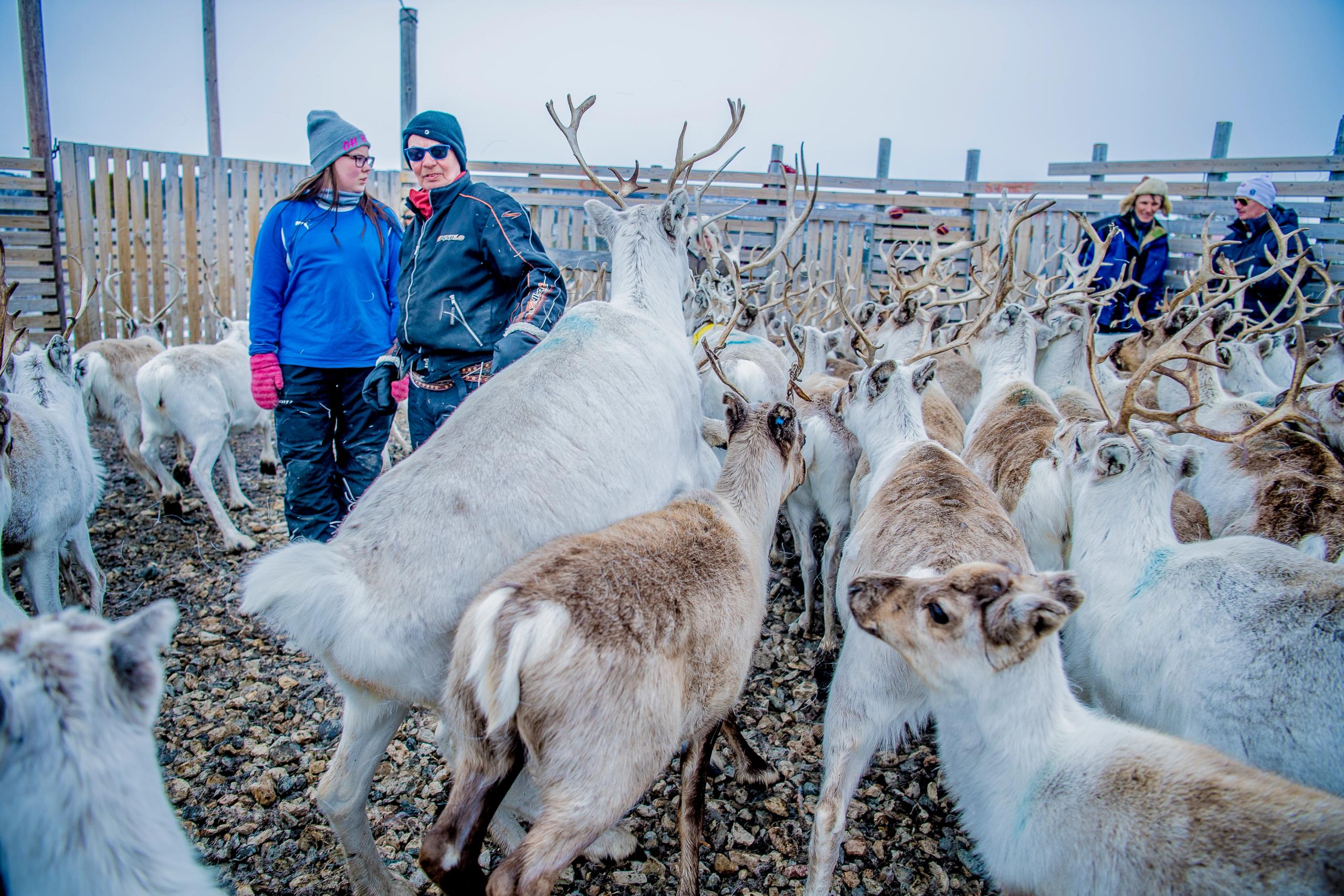 Finnmarksvidda
