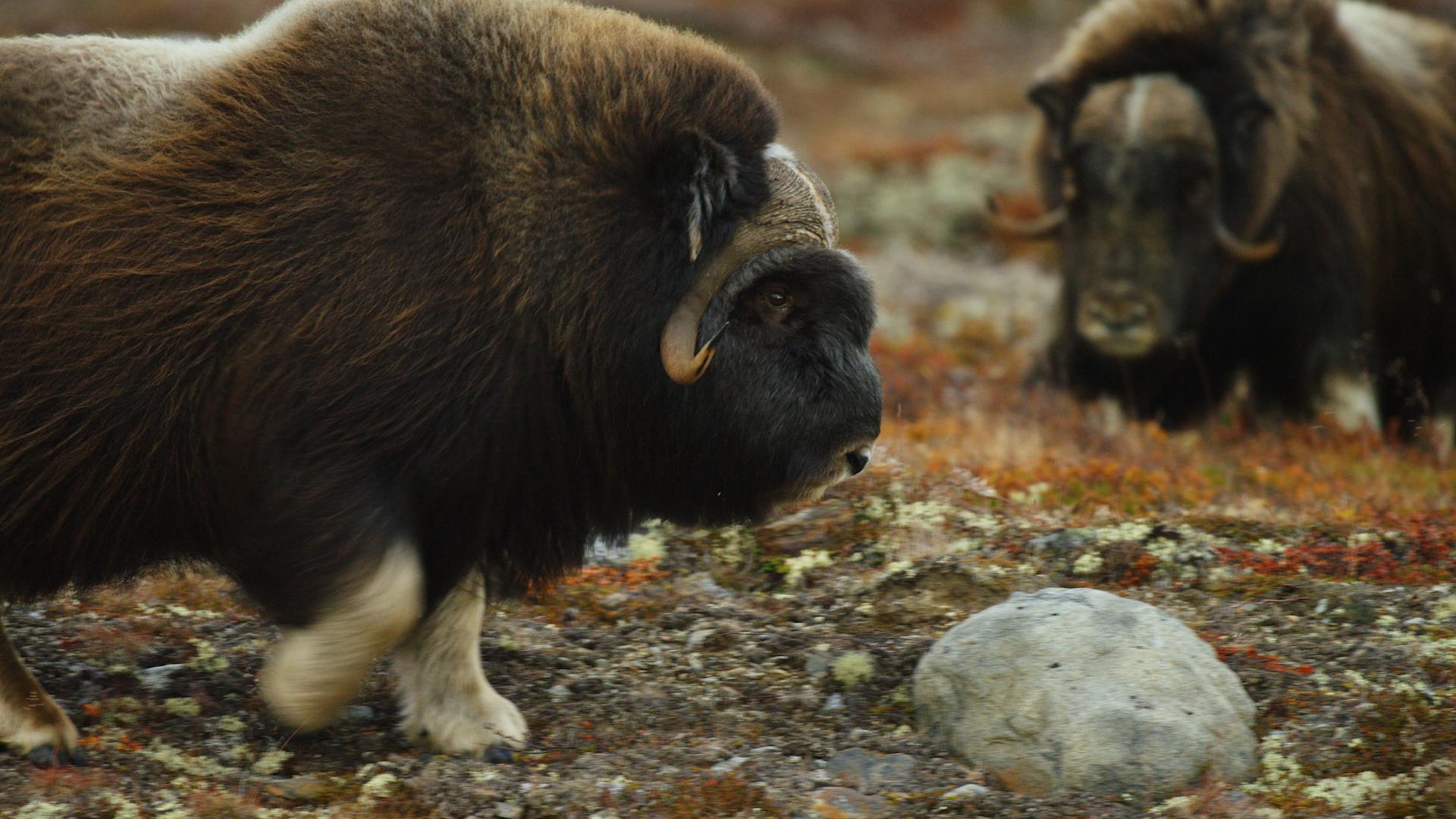 Moskussafari på Dovrefjell på Østlandet