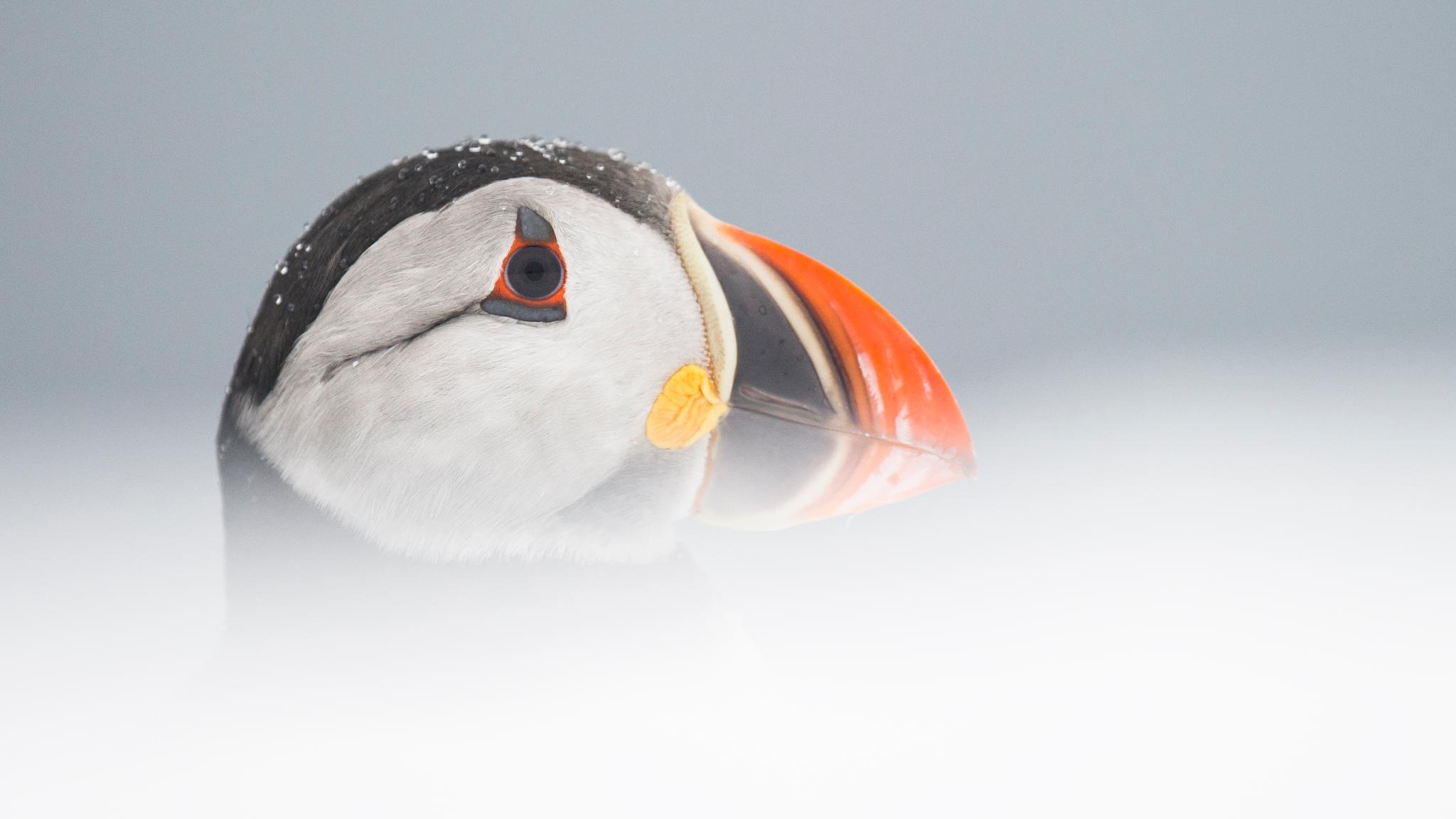 Imagen de un frailecillo en la isla de Lurøy, en el Norte de Noruega.