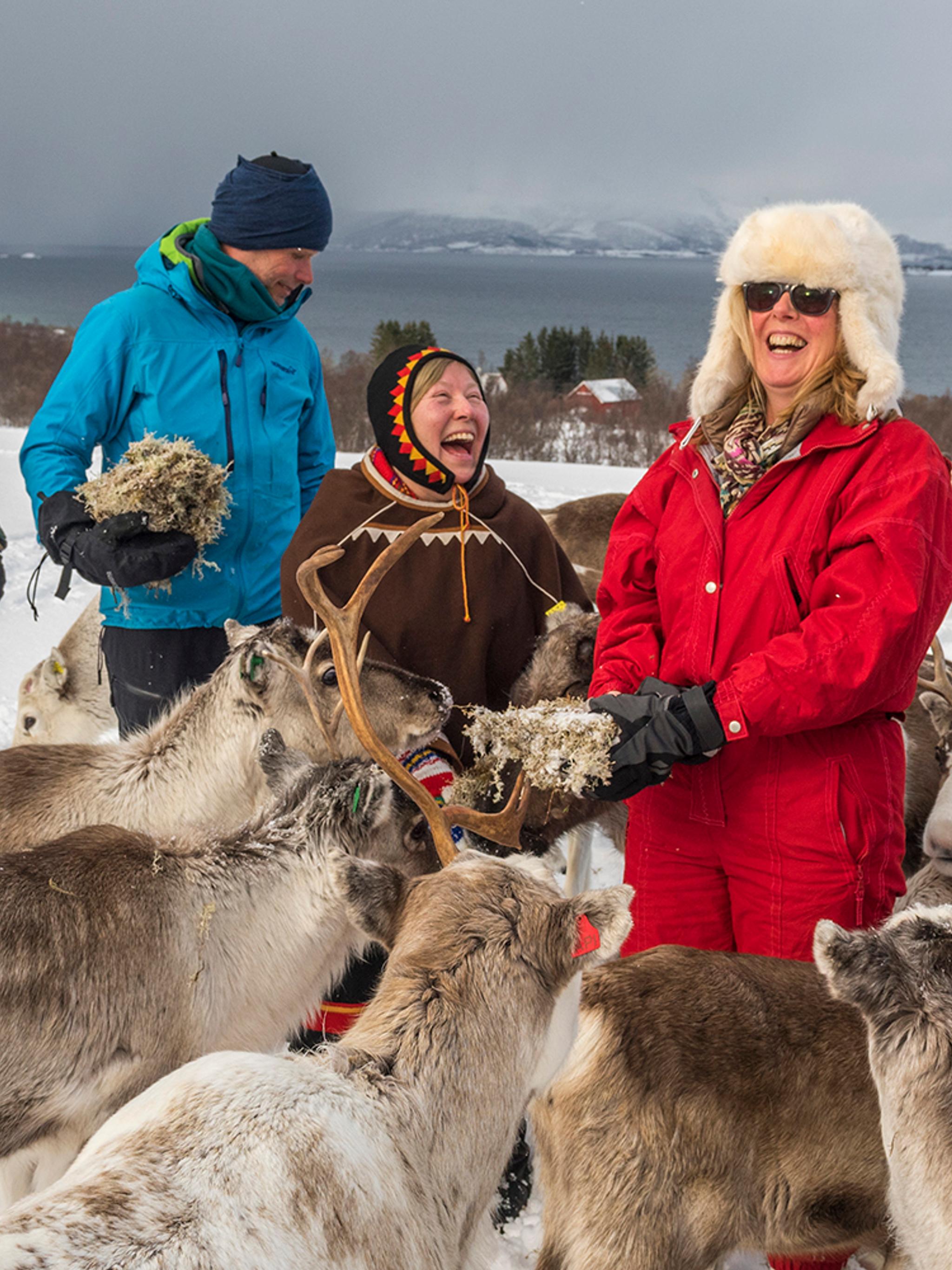 Sami people with reindeer in Sortland, Vesterålen, Northern Norway