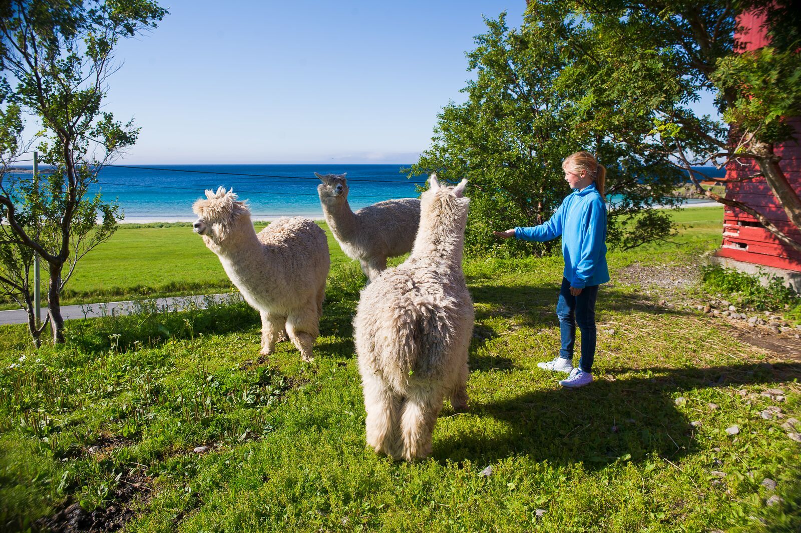 En jente møter lamaer i Lofoten, Norge