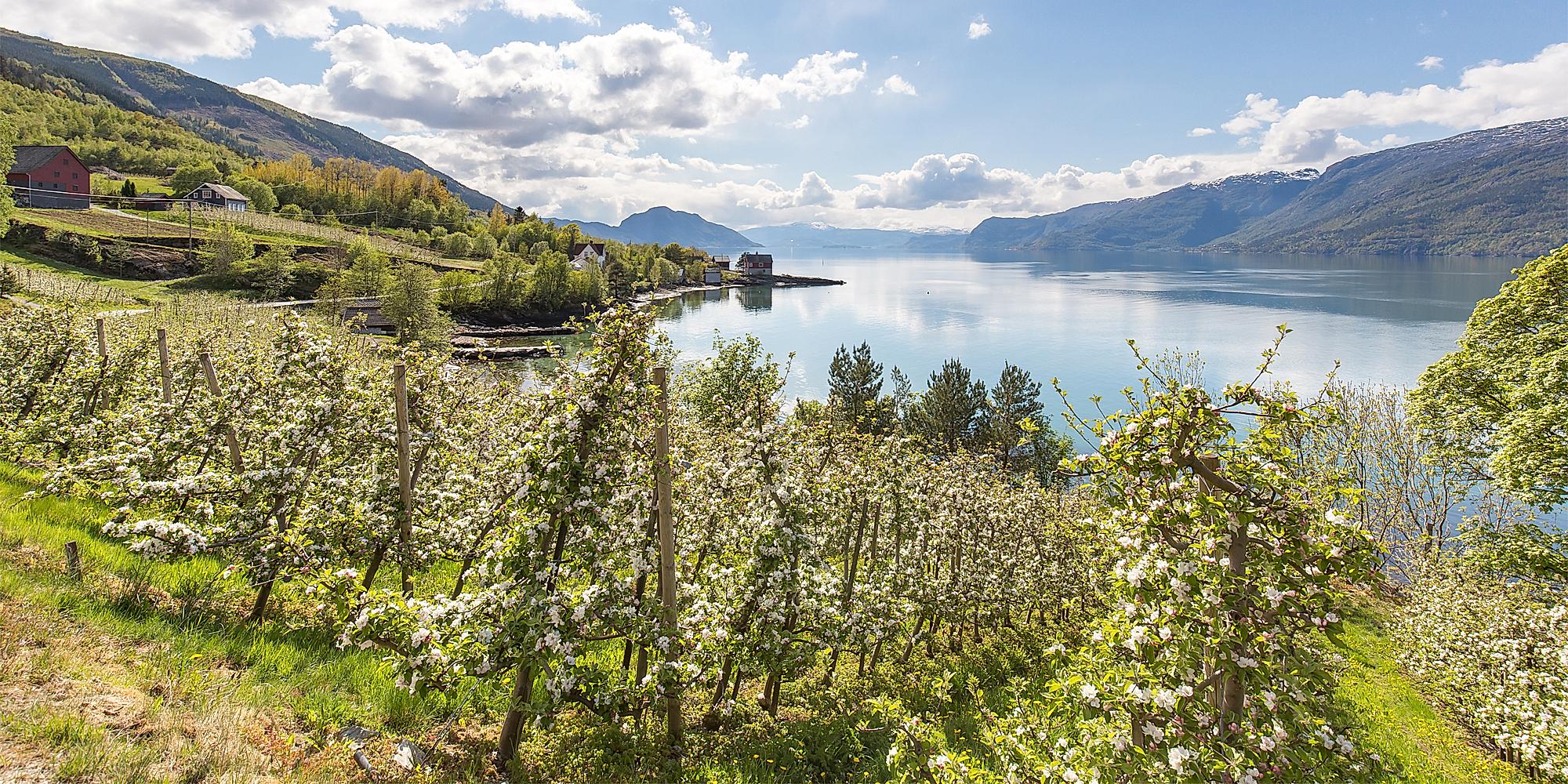 Blomstrende frukttrær ved Hardangerfjorden på Vestlandet en solskinnsdag