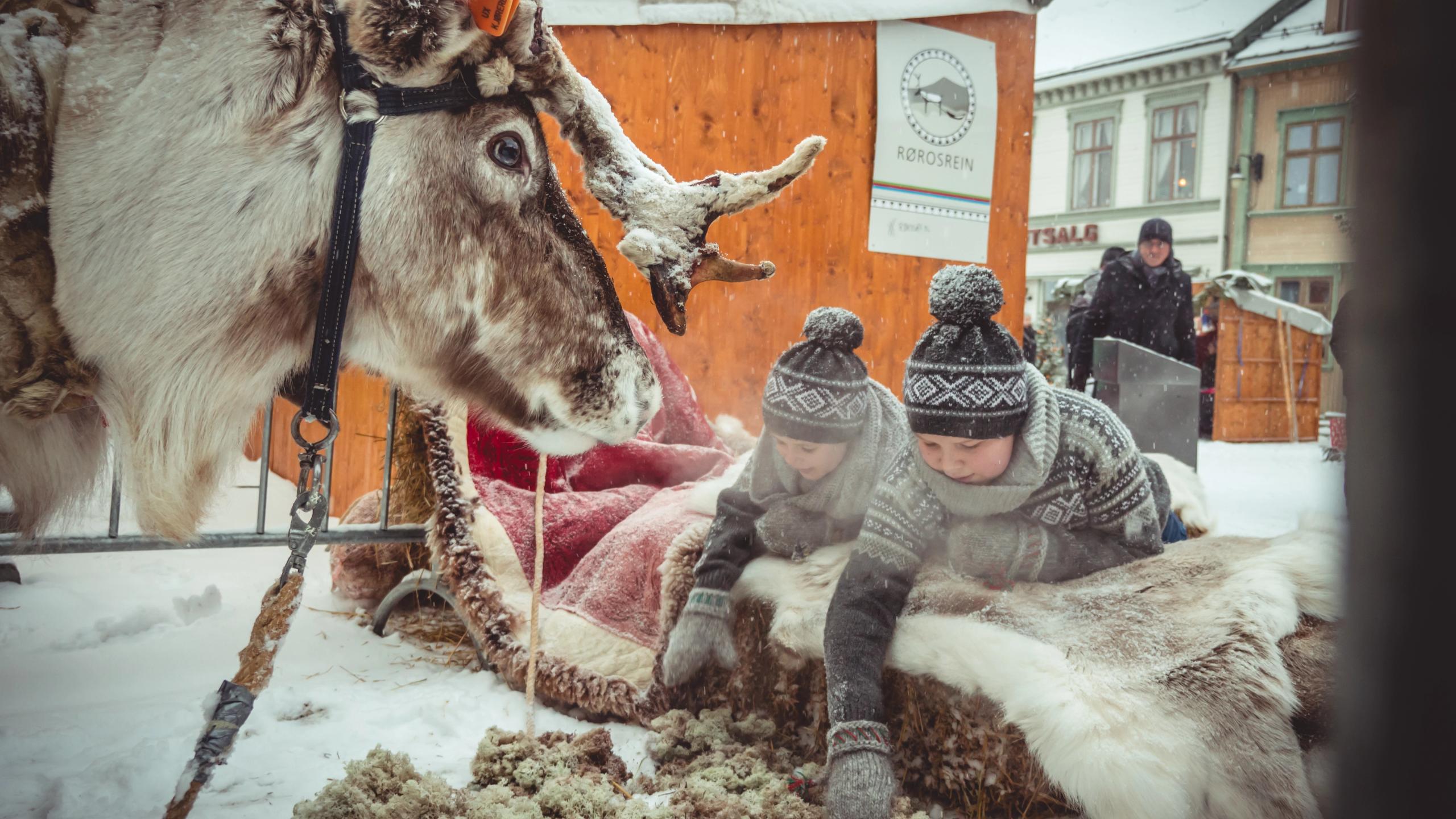 Barn som ligger på et reinskinn mens de mater et reinsdyr på et julemarked