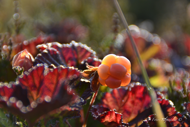 Wild cloudberries