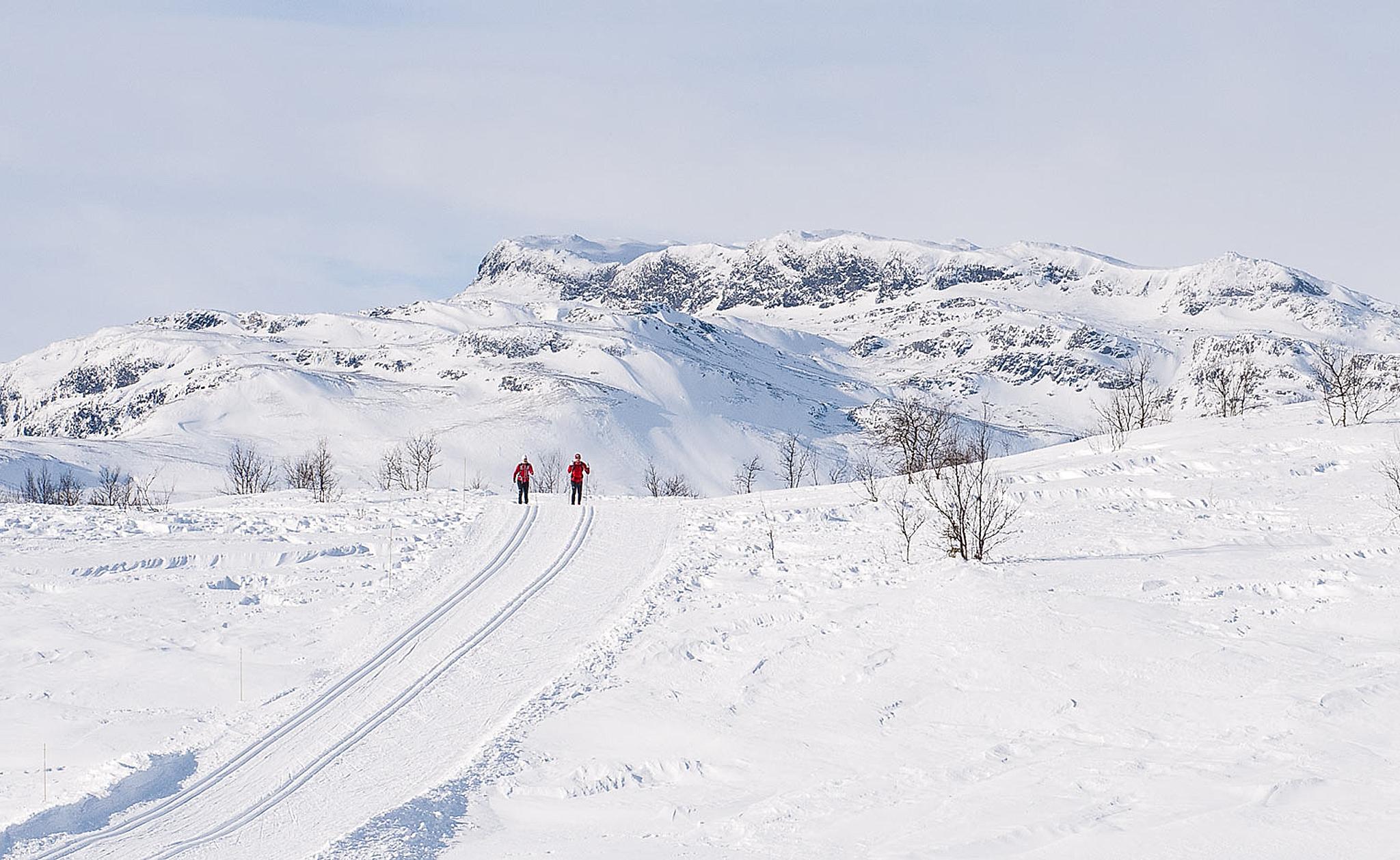 View on people cross-country skiing through the landscape near Beitostølen, Eastern Norway