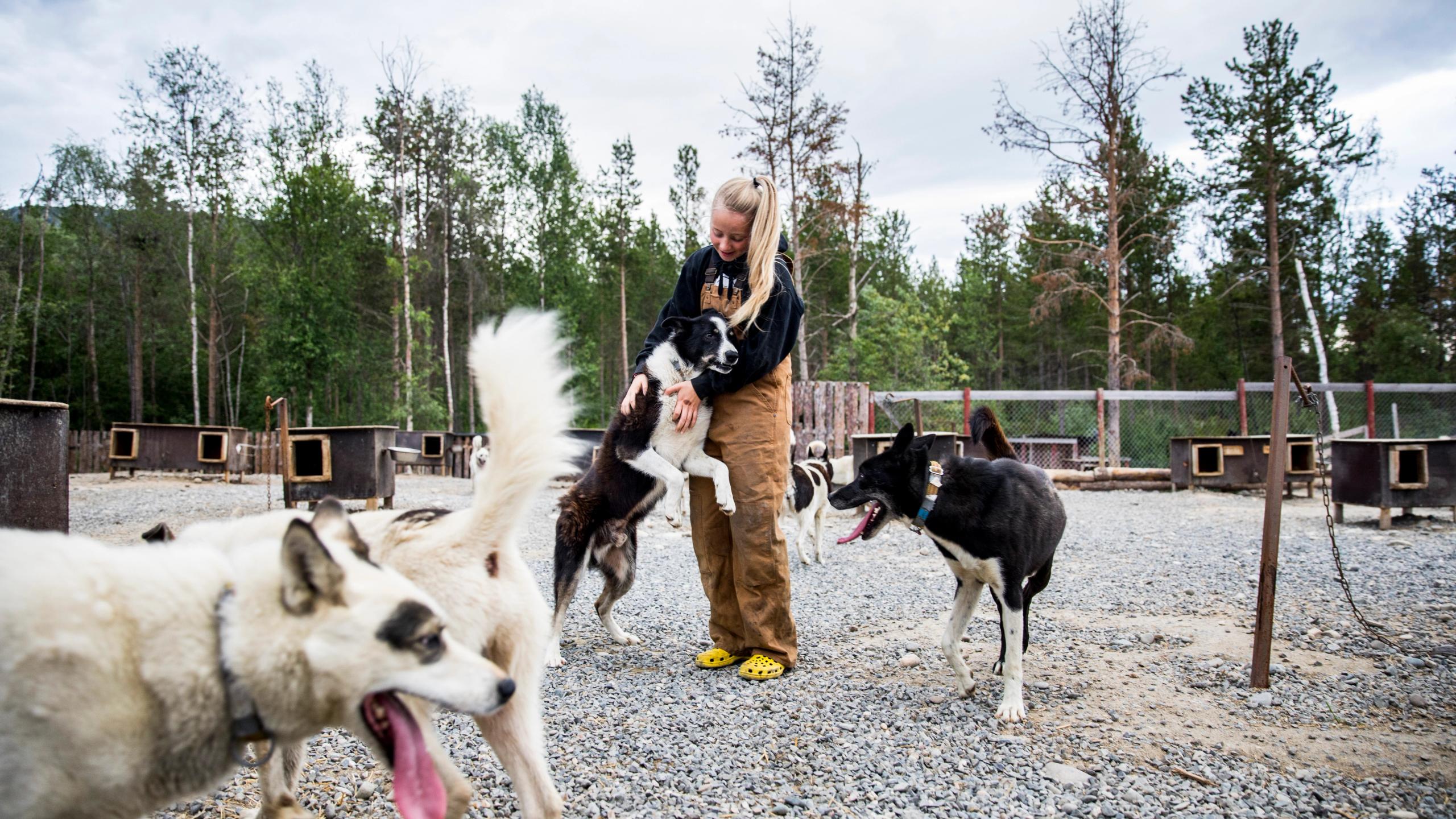 Jente leker med hundene hos Trasti og Trine i Alta