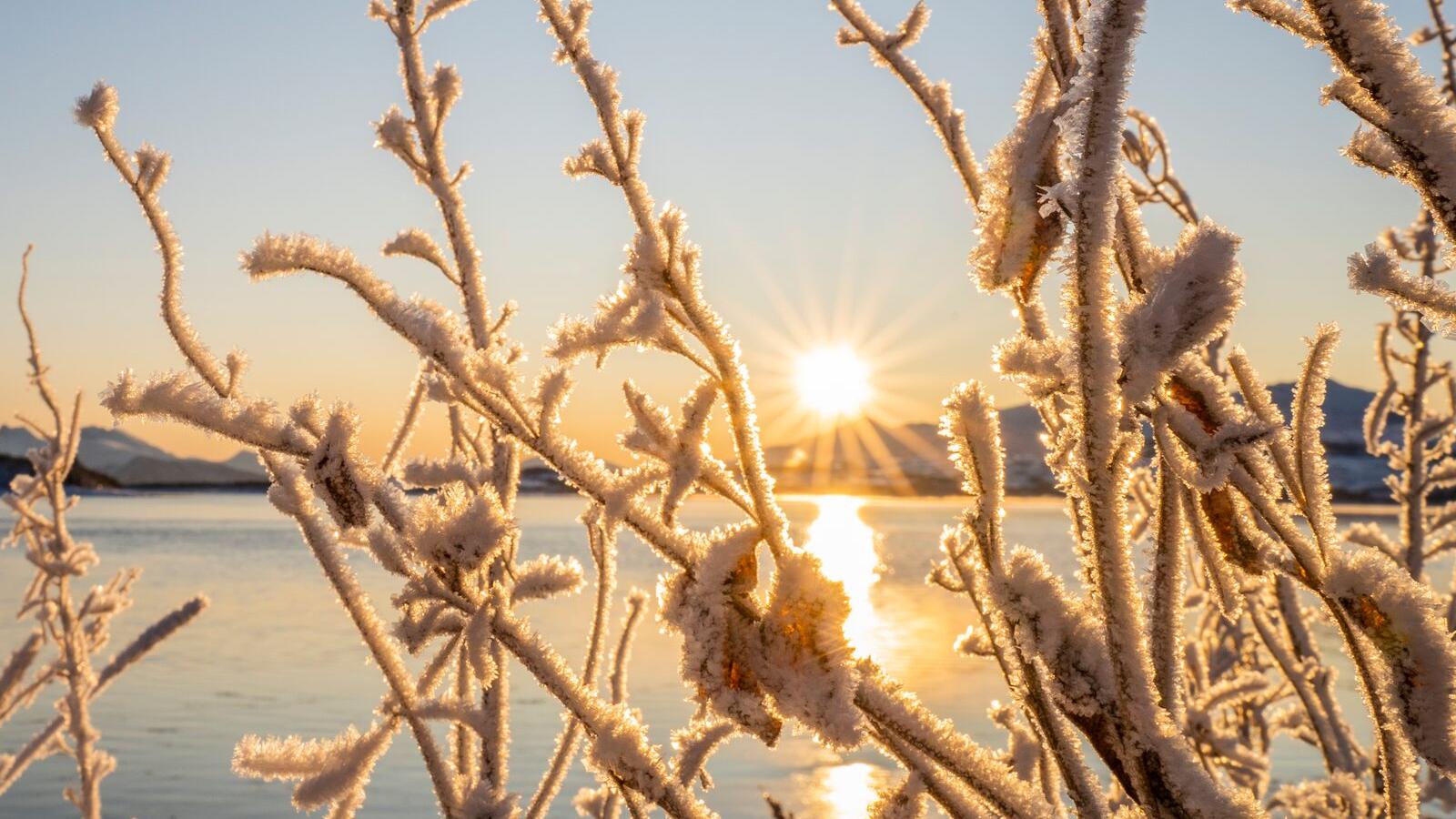 Soloppgang og snøkrystaller på kvister på Kvaløya i Nord Norge