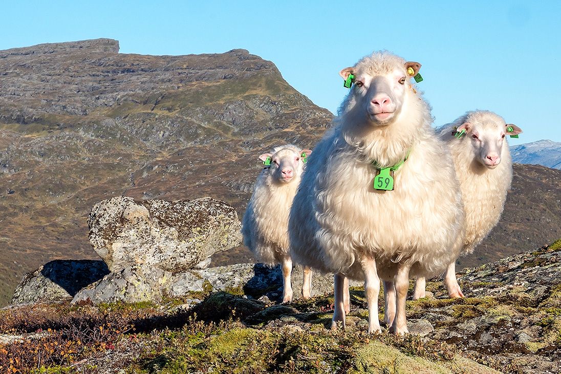 Sau i fjellet - Midtfjellet
