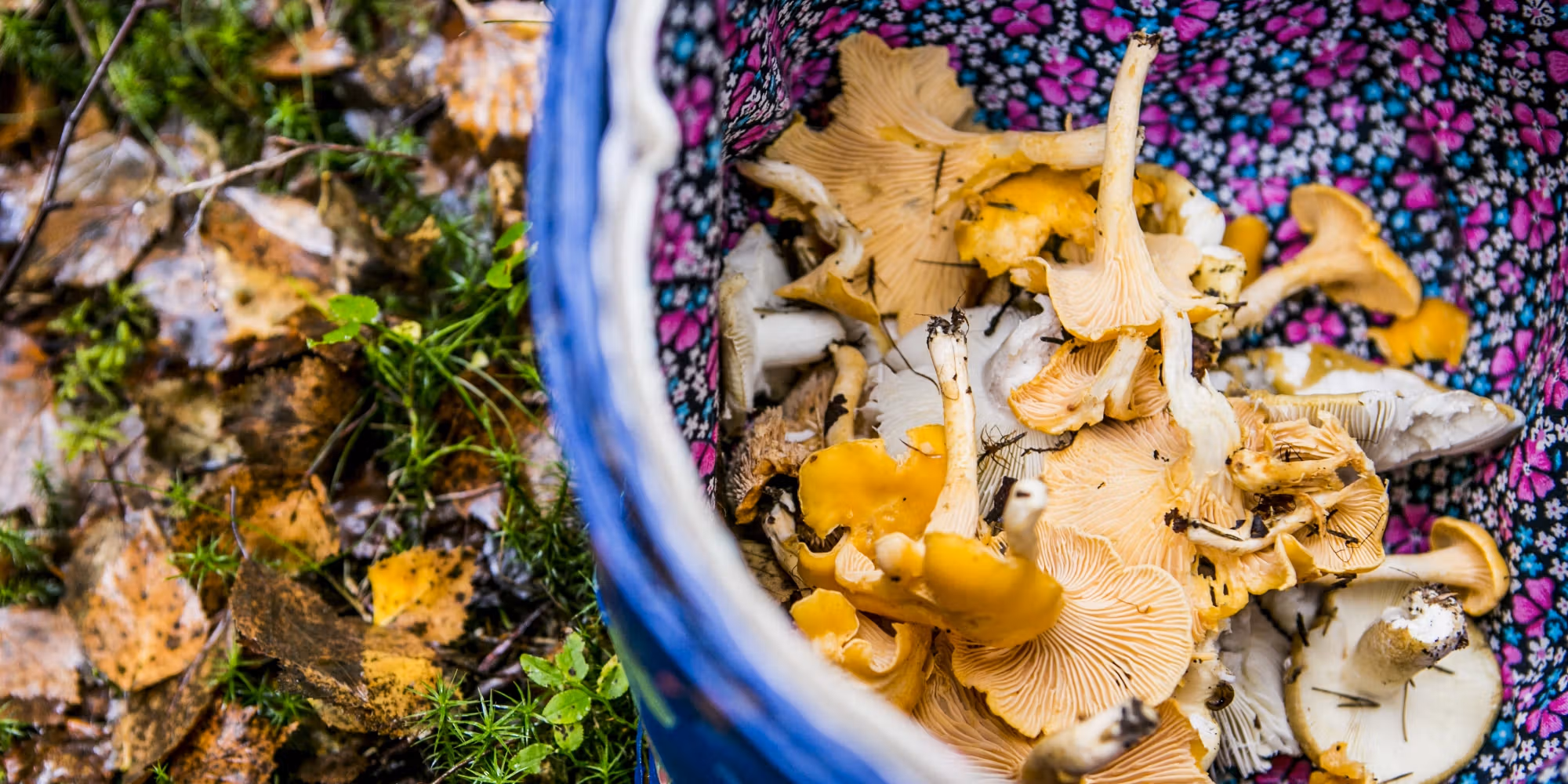 A basket filled with chanterelles