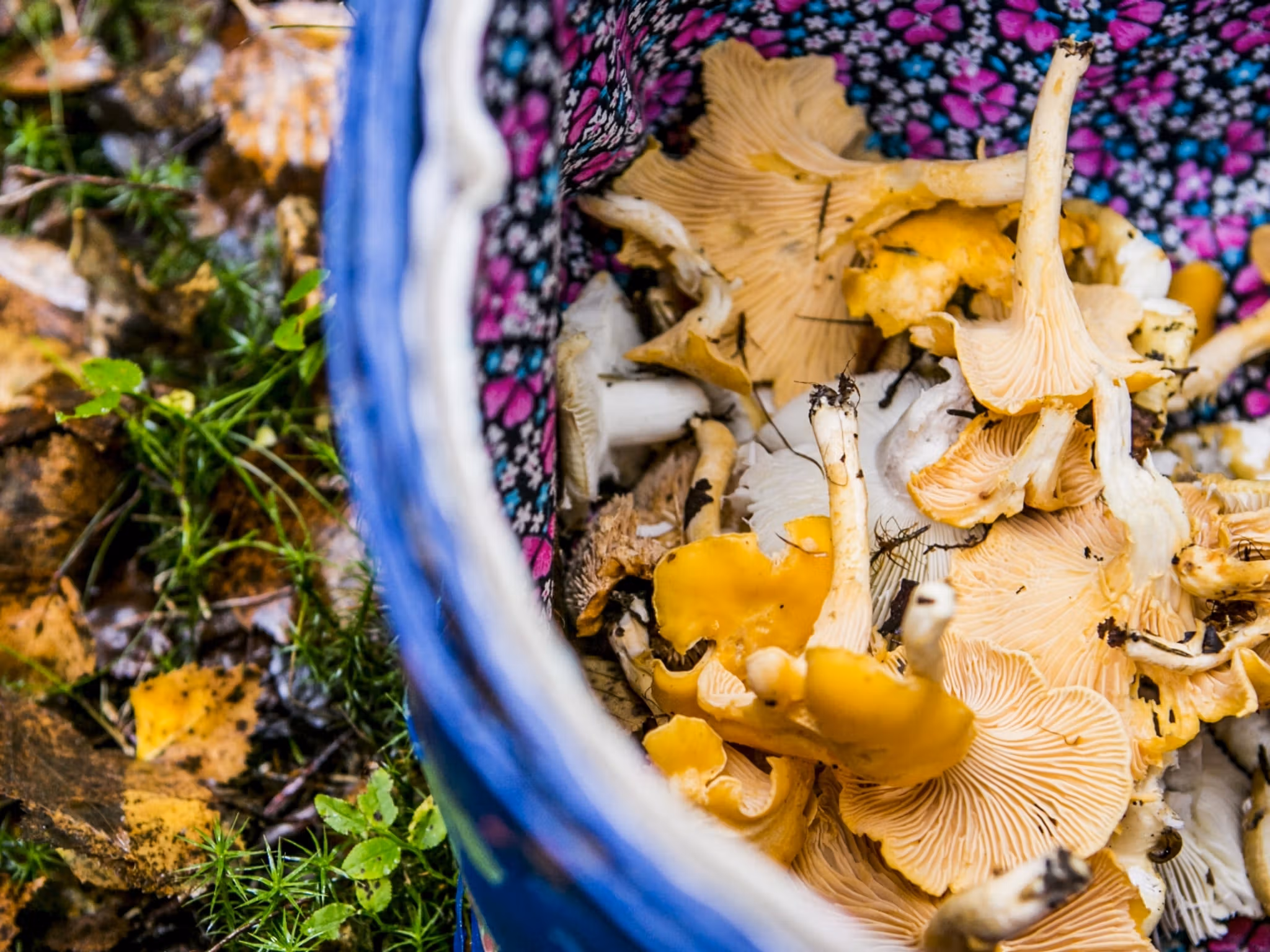 A basket filled with chanterelles