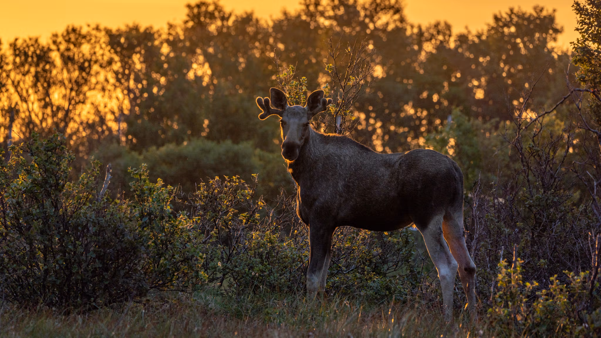 A moose in the woods during sunset
