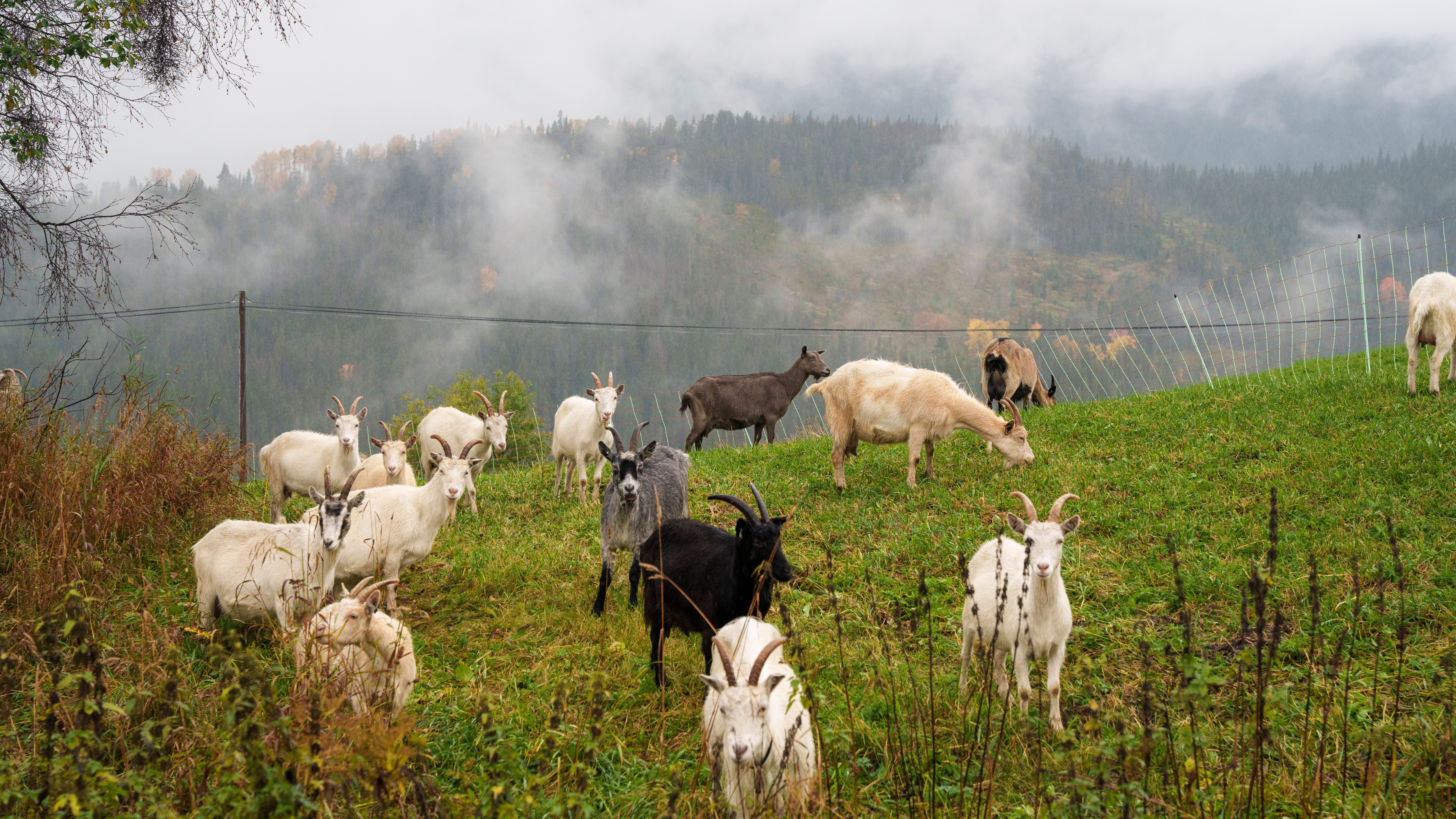Geiter på Nørrestogo Gård i Valdres