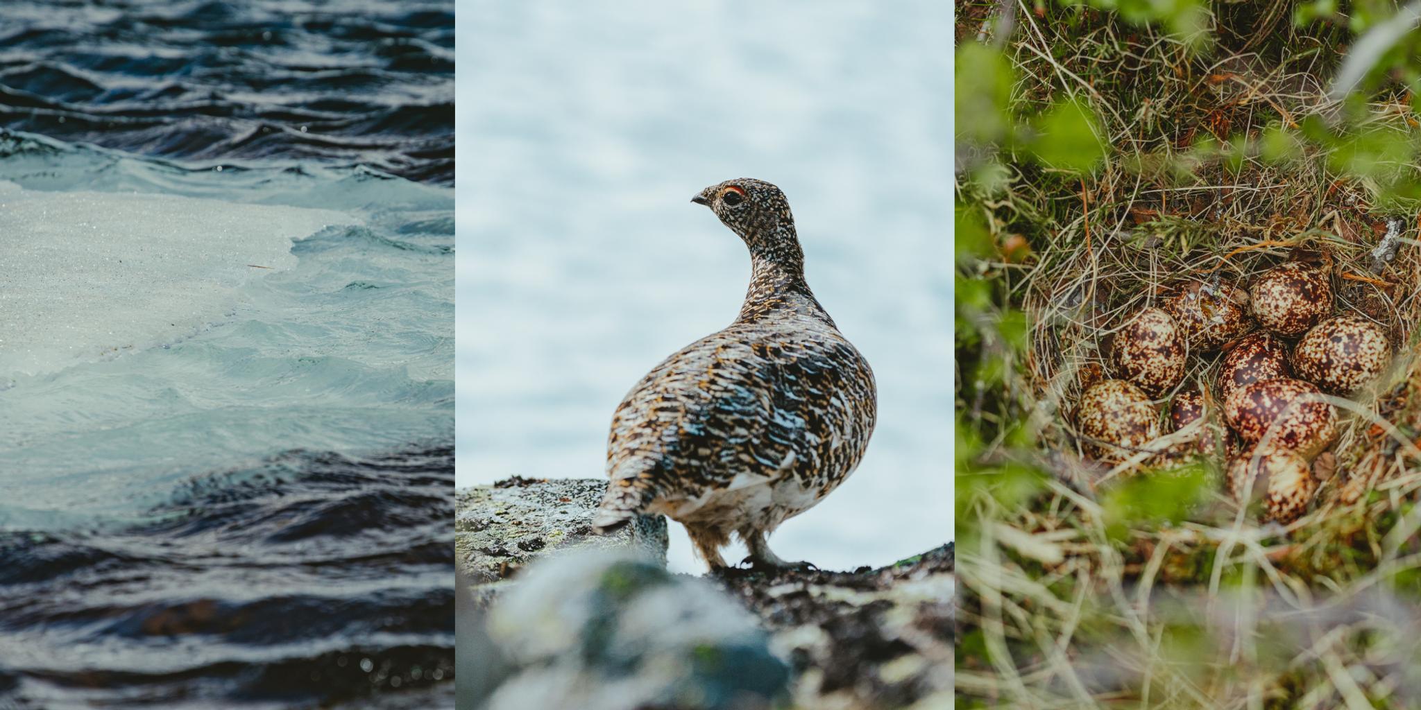 Collage of grouse eggs and ice melting in Southern Norway