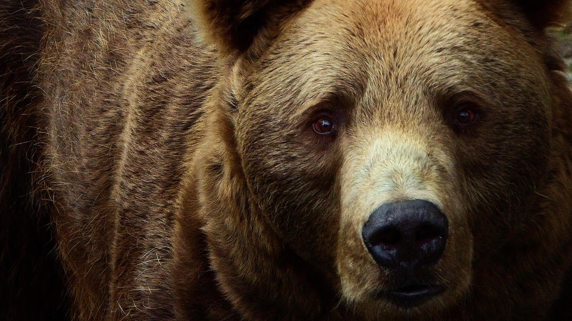 A bear