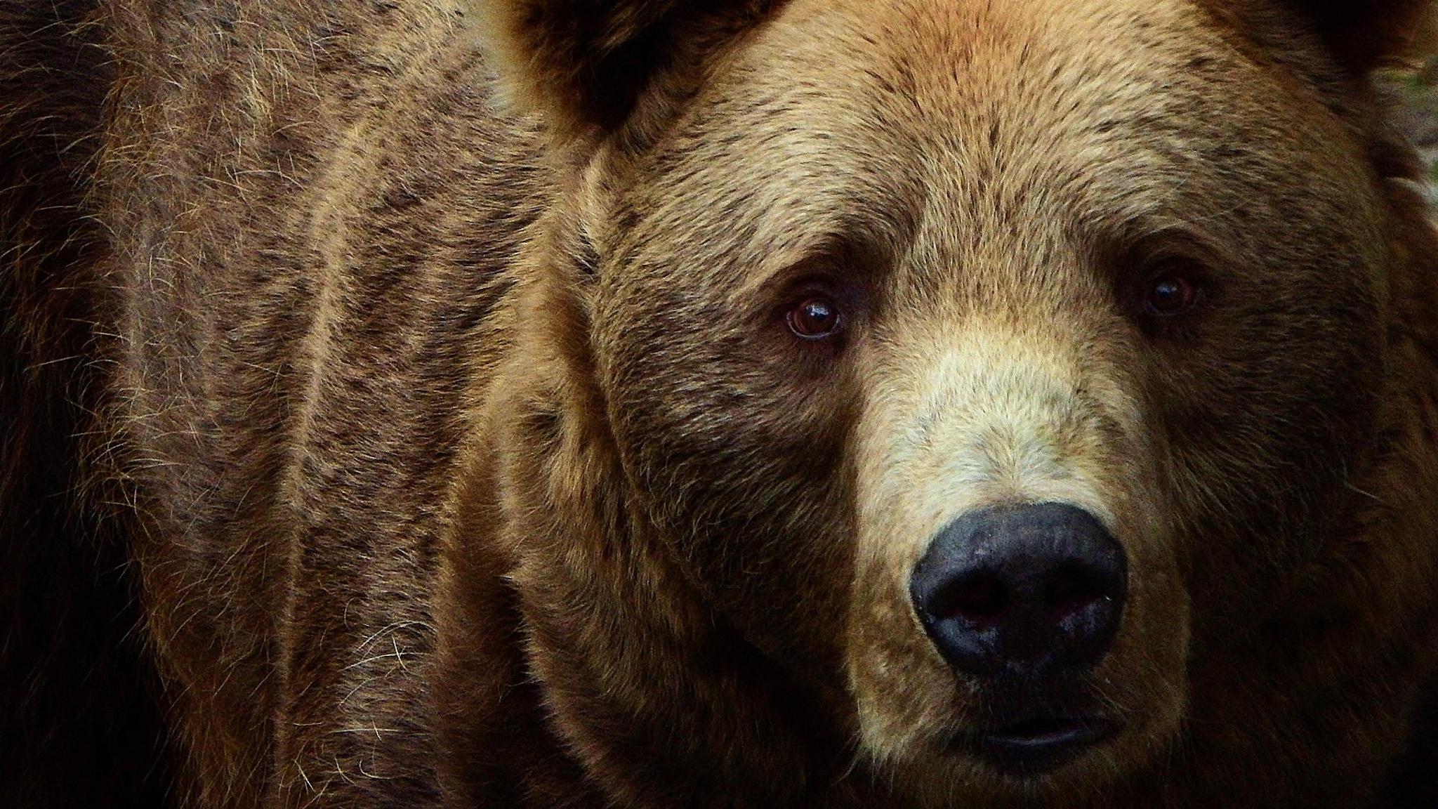 A bear