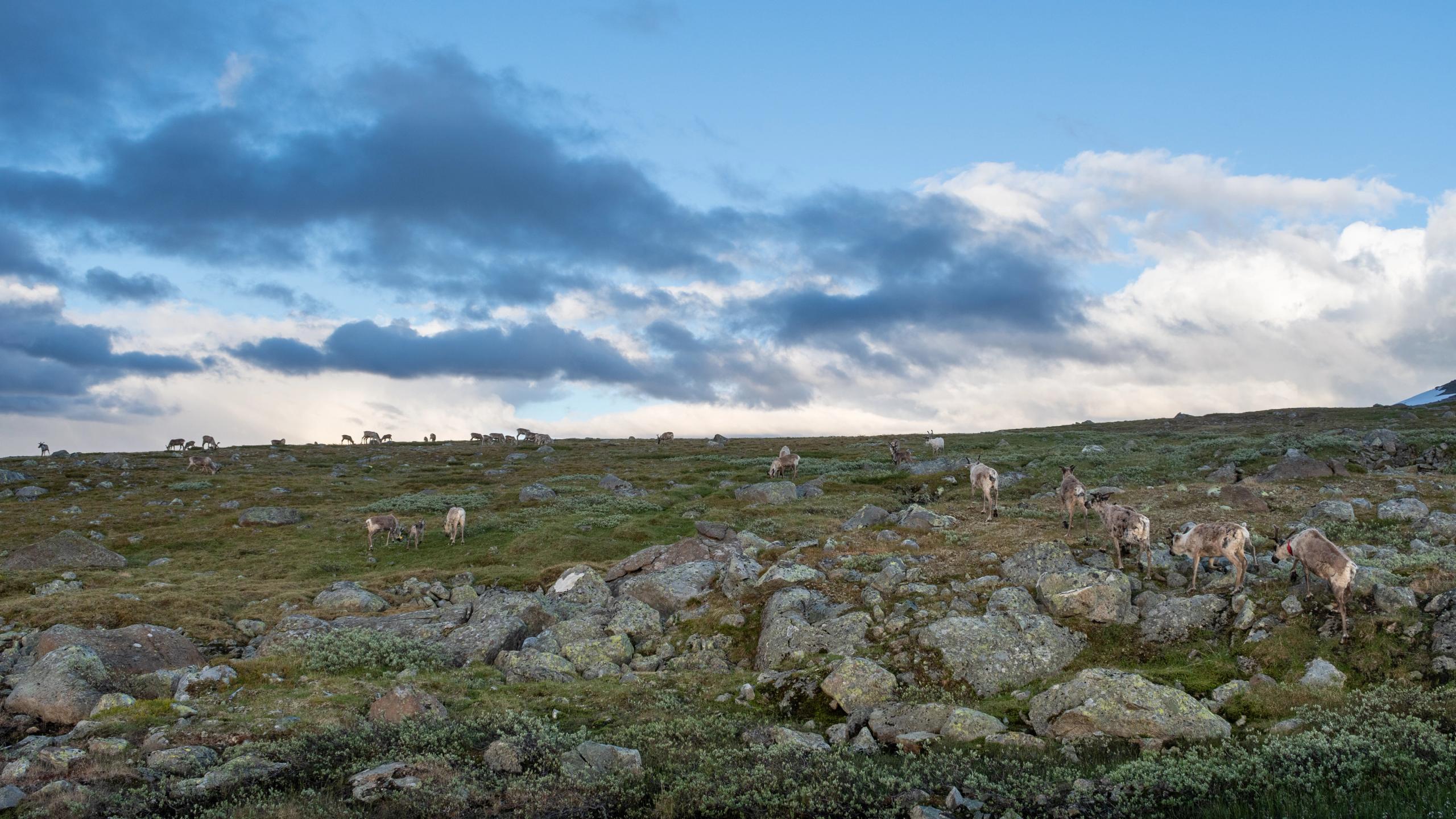 Reindeer at Valdresflye